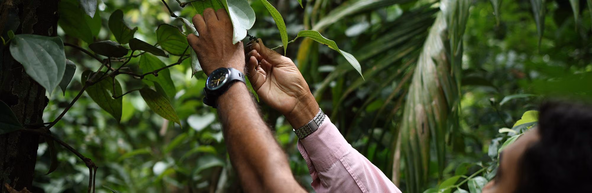 peppercorn farmer inspecting peppercorns