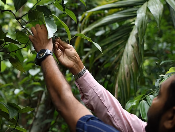 People inspecting plant leaves