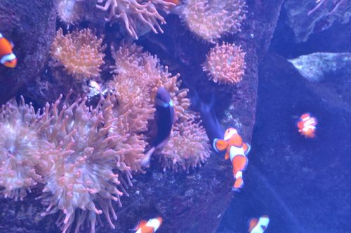 clownfish and anemone
