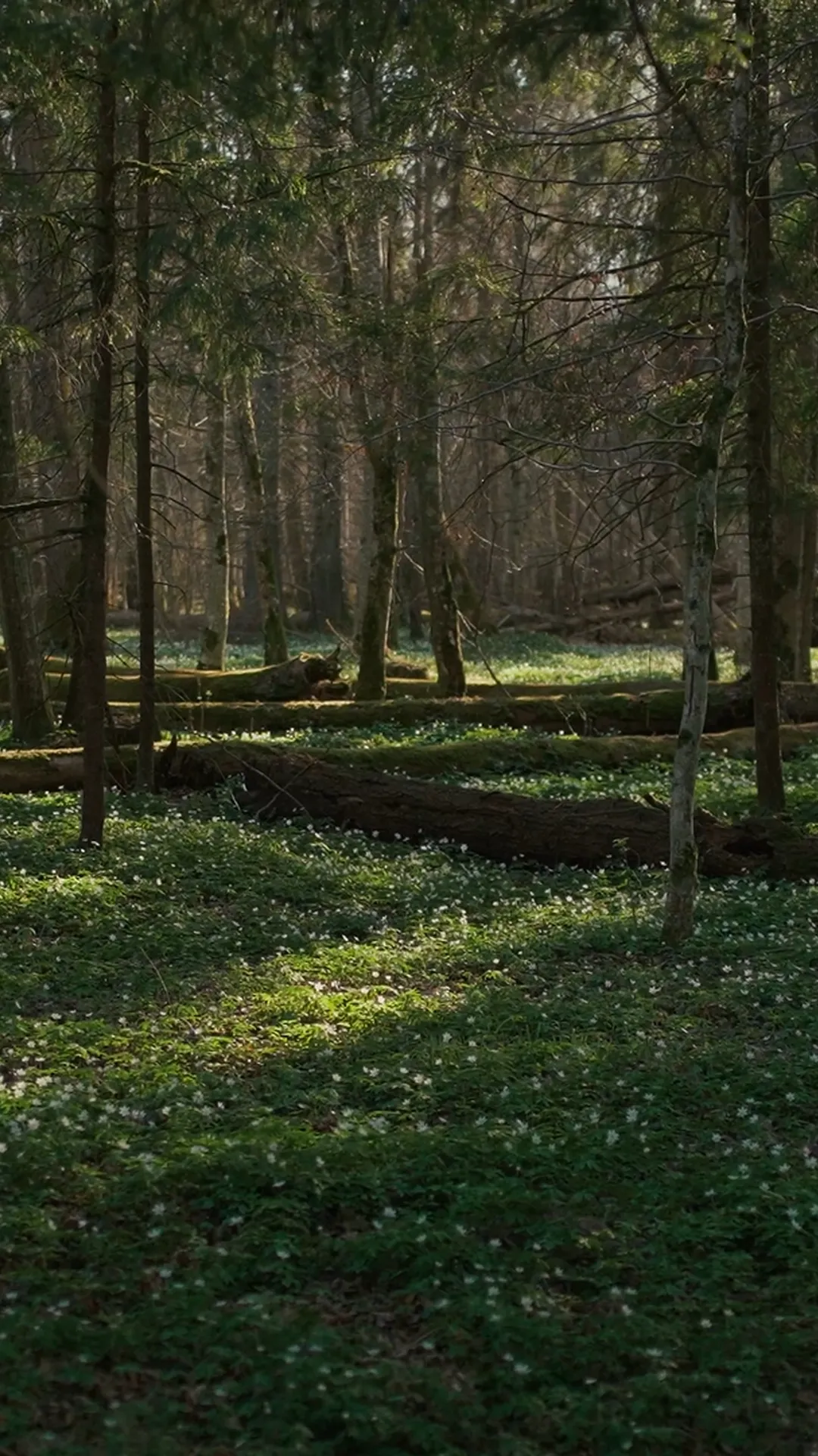 Urskog i Polen, b-foto stillbilde fra filmproduksjon for K