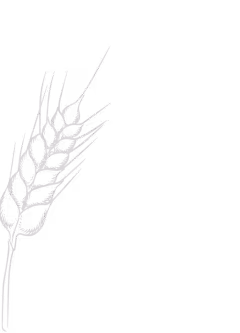 Simple outline illustration of a wheat stalk with grains and awns.