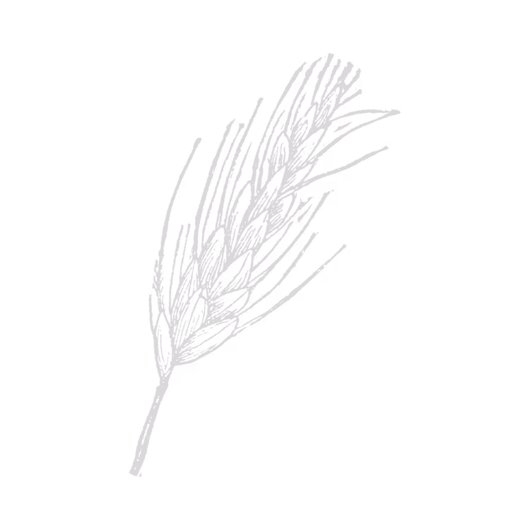 Simple gray line drawing of a wheat stalk on a black background.