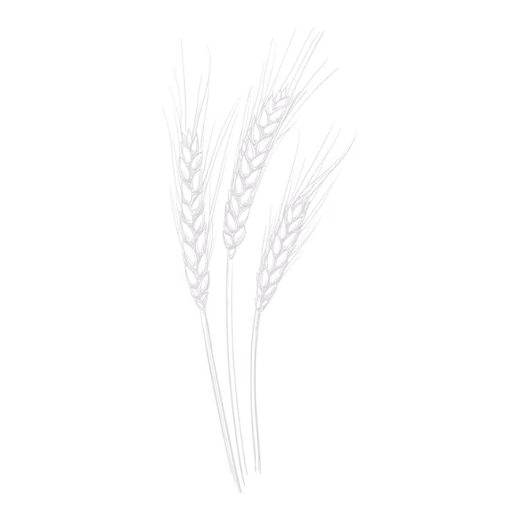 Illustration of three grey wheat stalks with detailed grains on a transparent background.