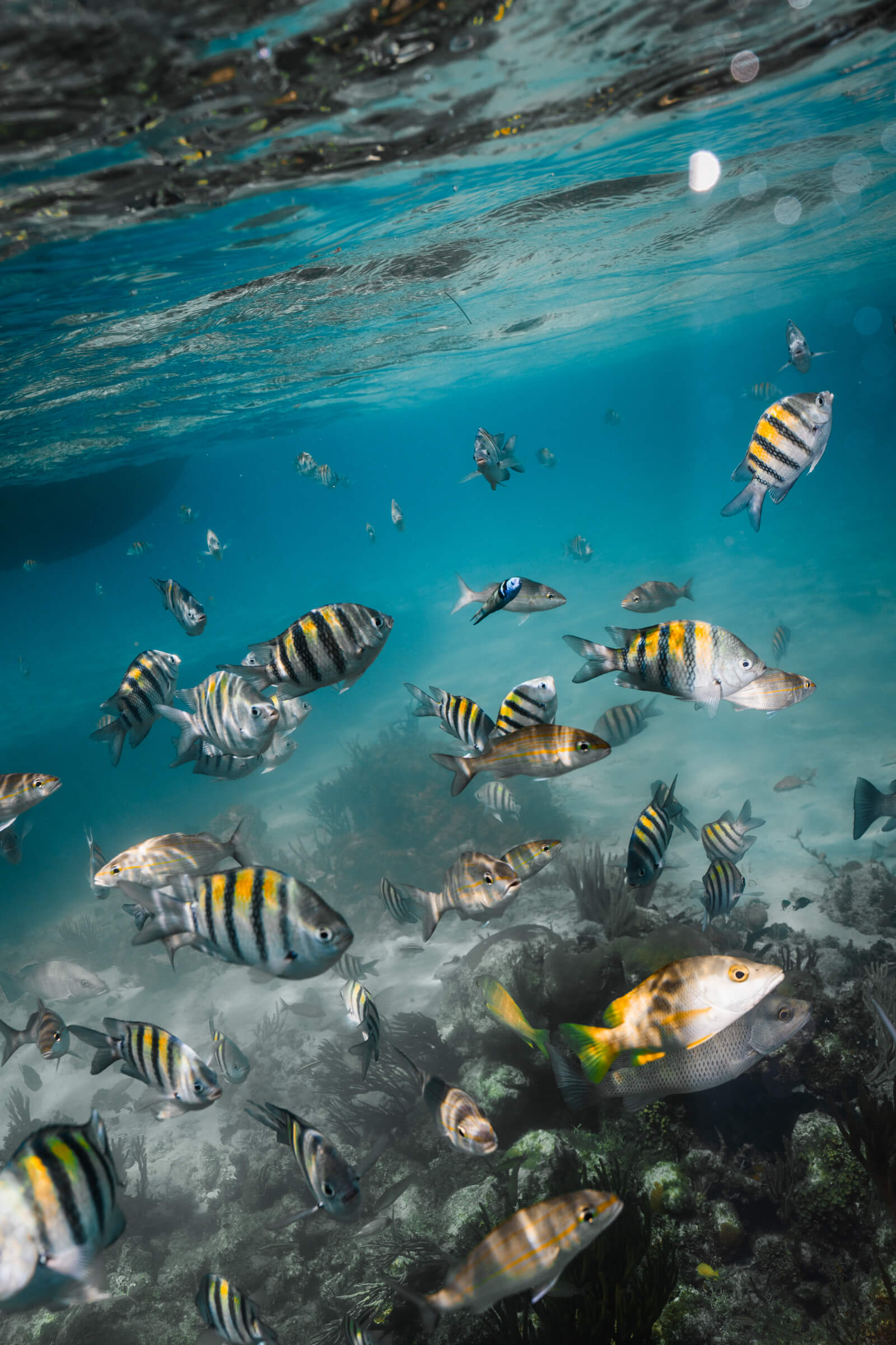 Sergeant Major & Schoolmaster Fish | Grand Cayman