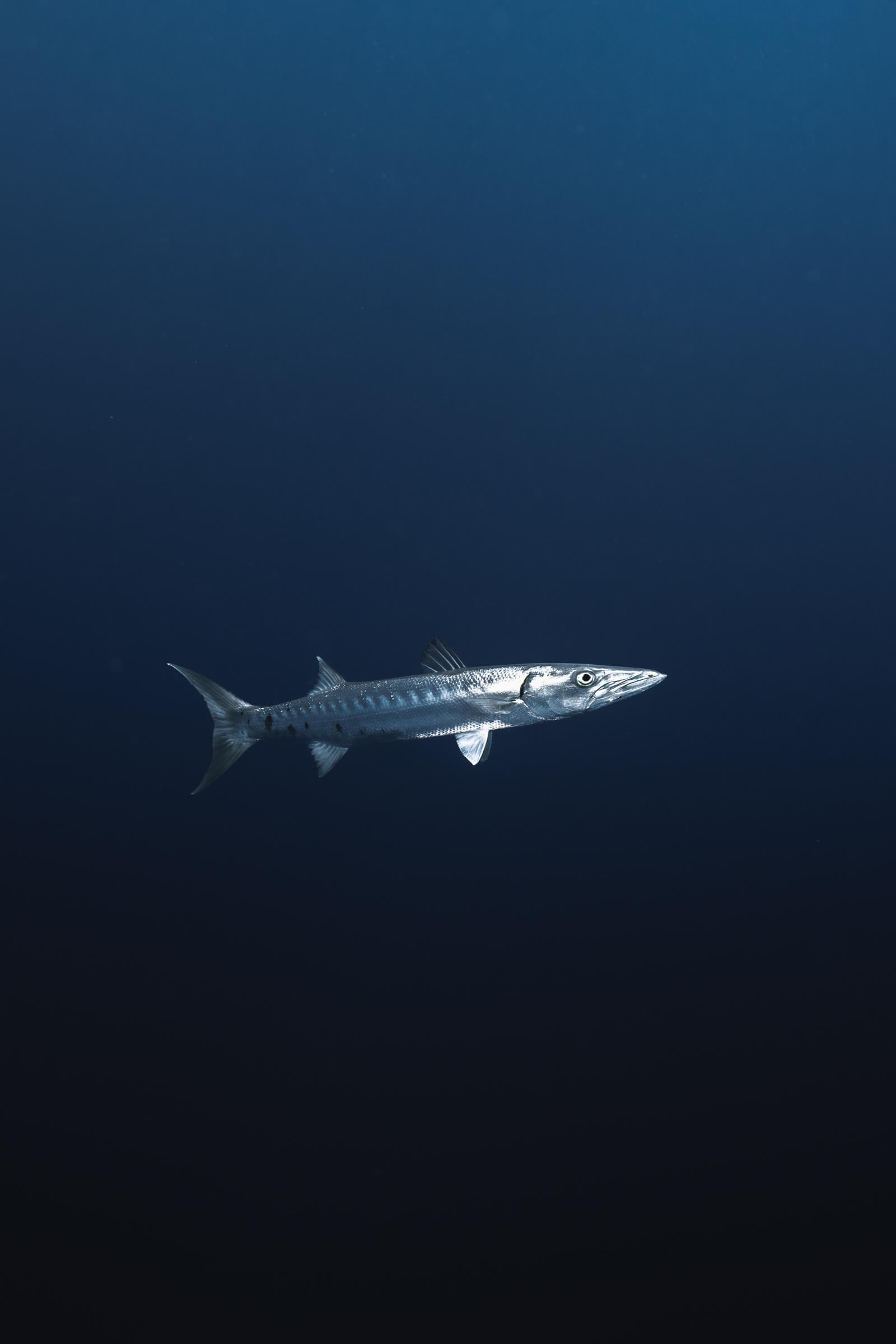 Barracuda | Grand Cayman