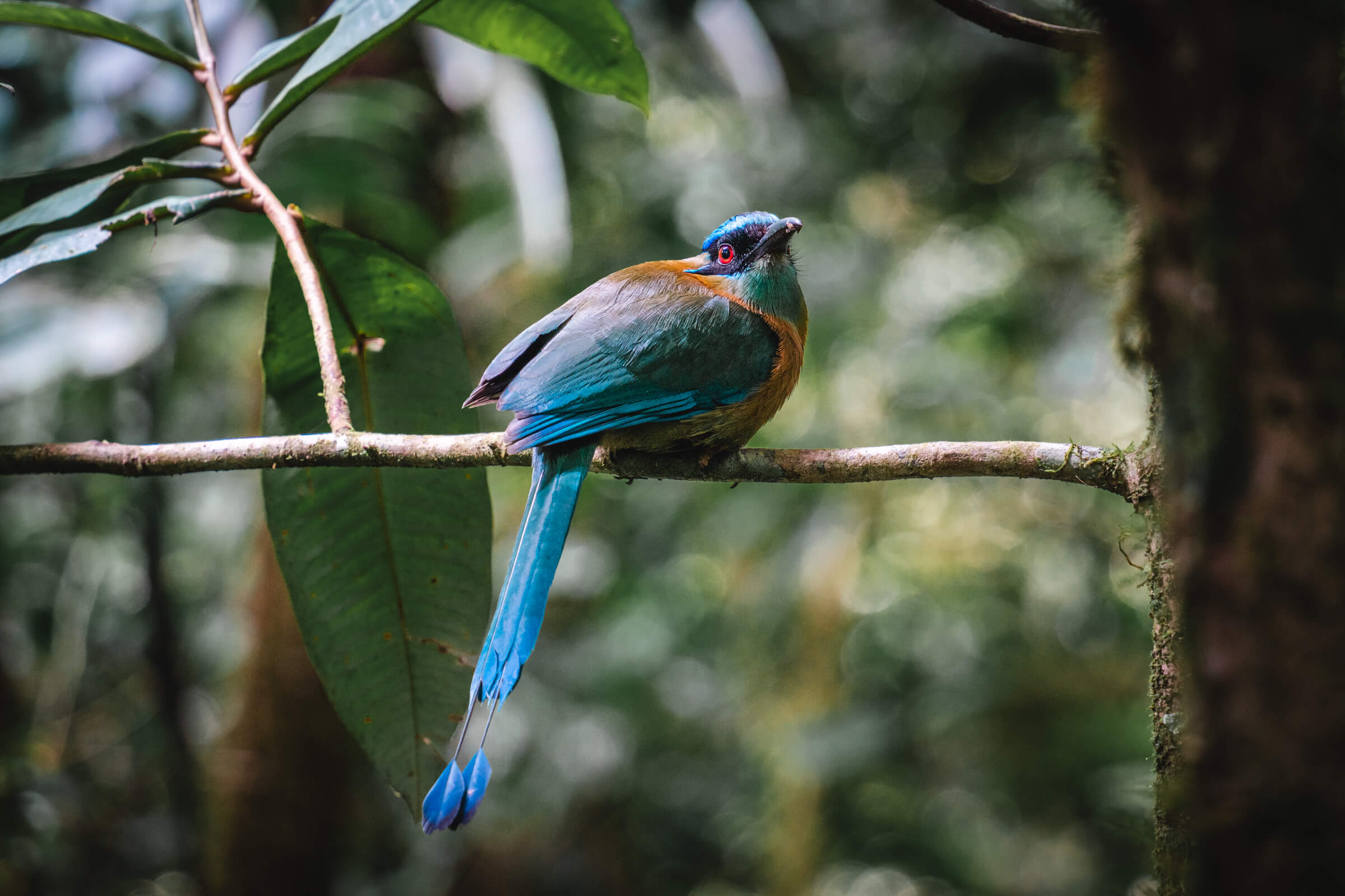 Lesson's Motmot | Moteverde, Costa Rica