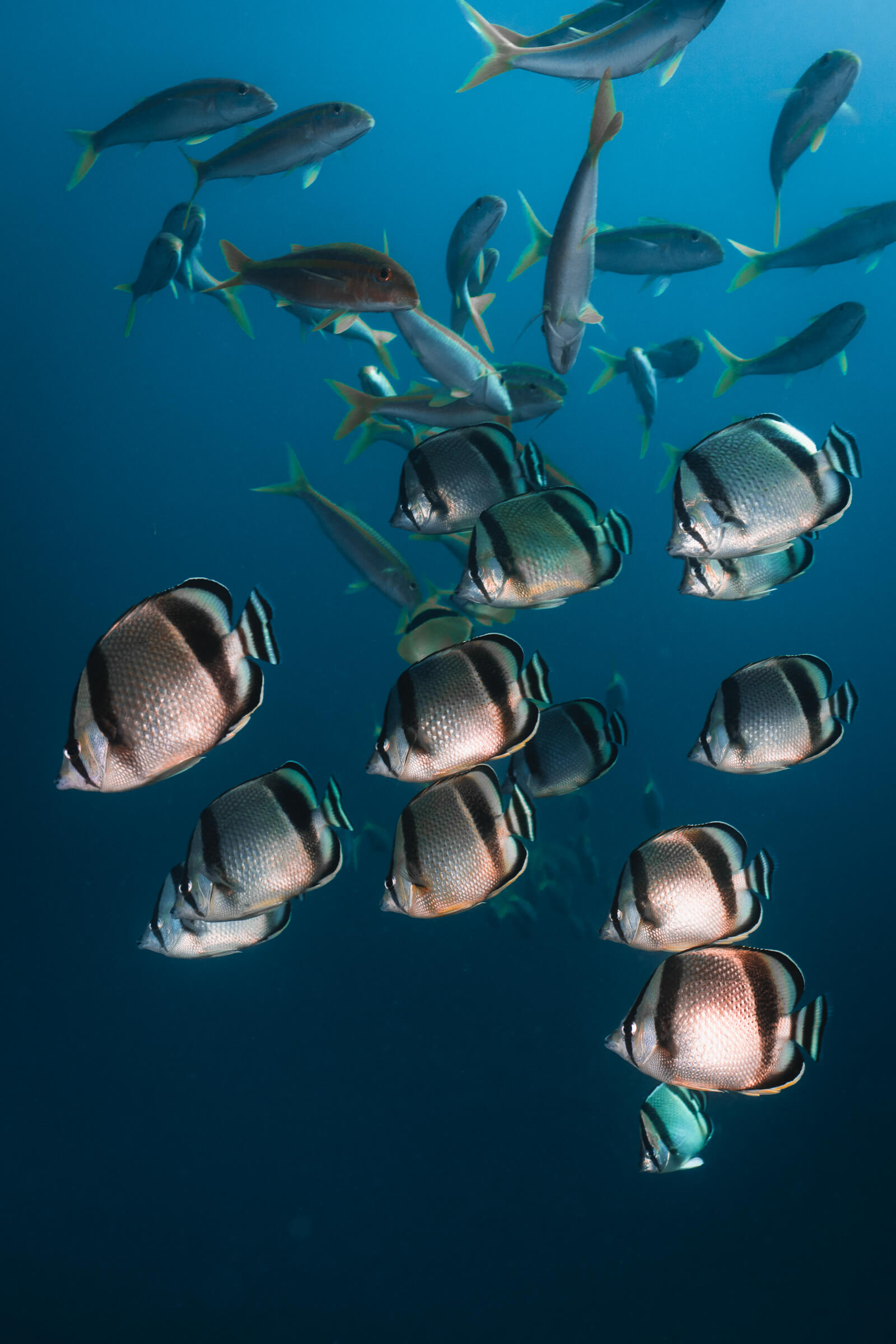 Three Banded Butterfly Fish | Cabo San Lucas
