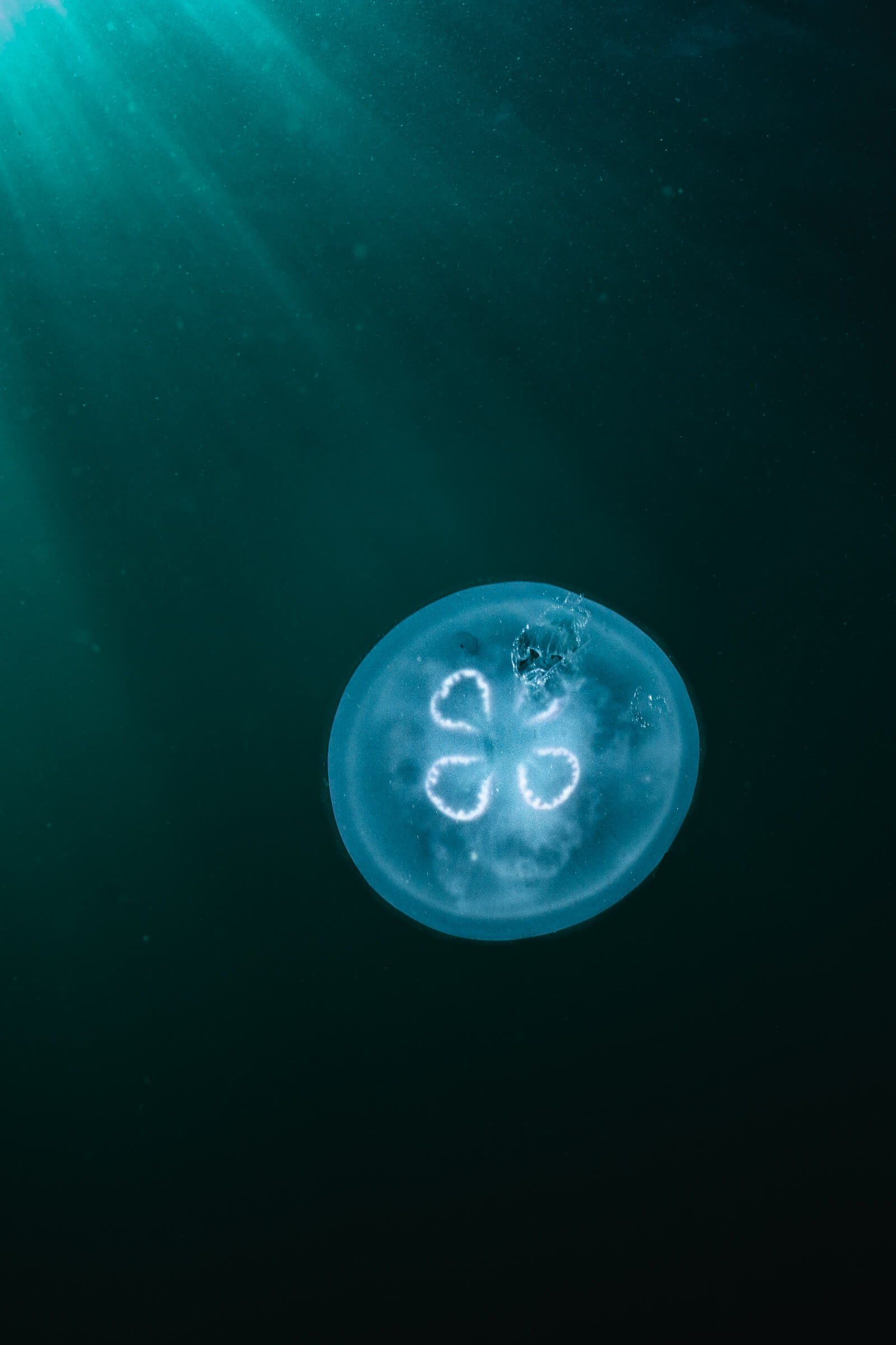 Moon Jellyfish | Coronado Islands, Mexico