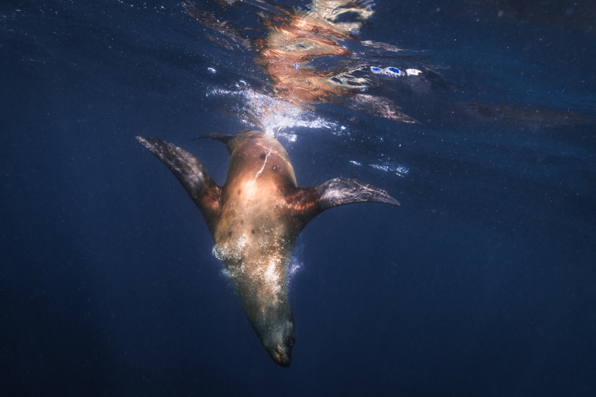 Sea Lion | Coronado Islands, Mexico