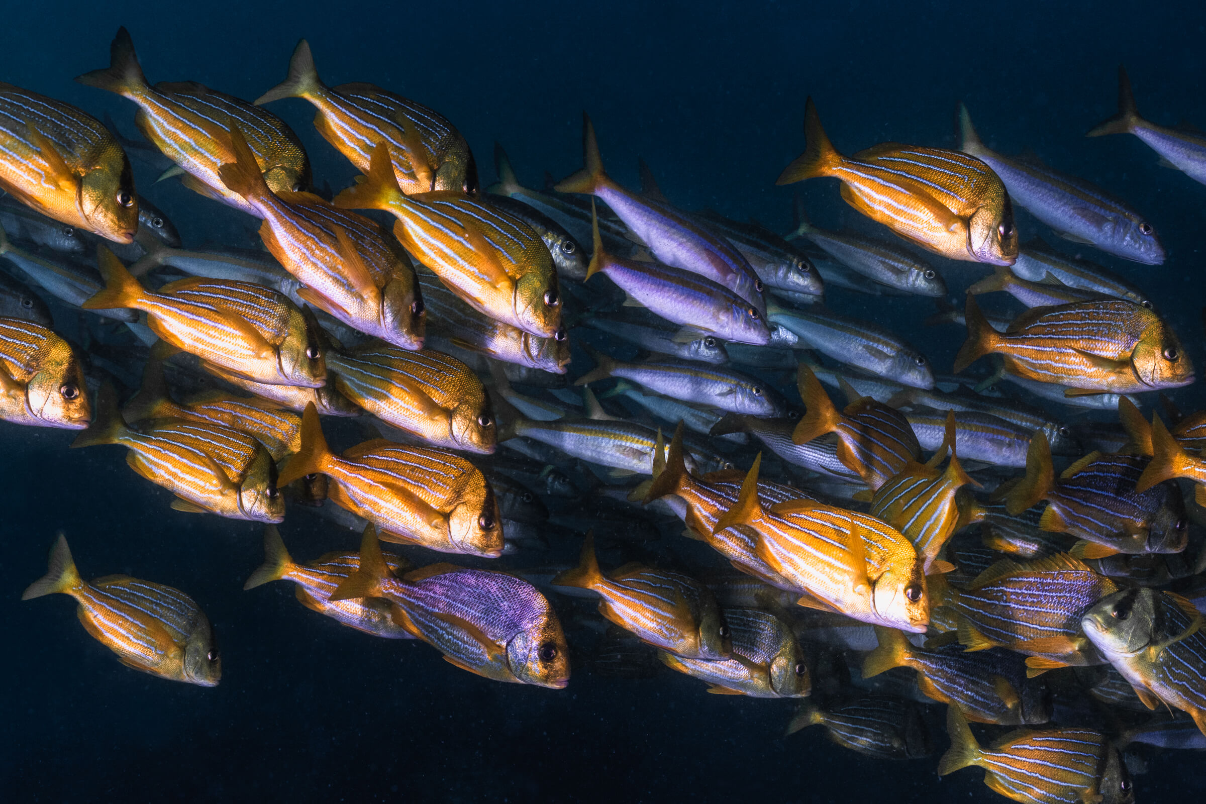 Panamic Porkfish | Cabo San Lucas