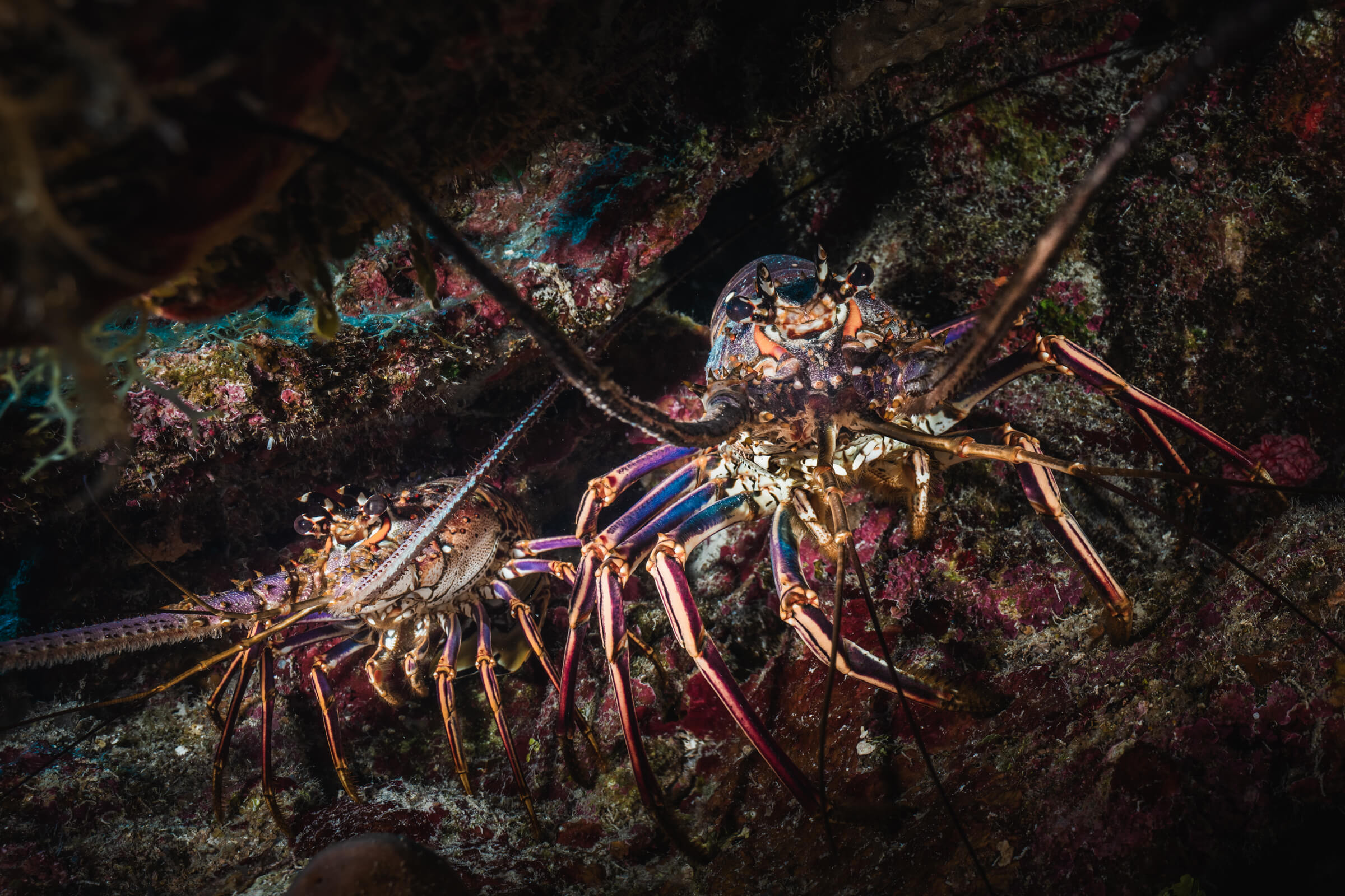 Lobsters | Grand Cayman