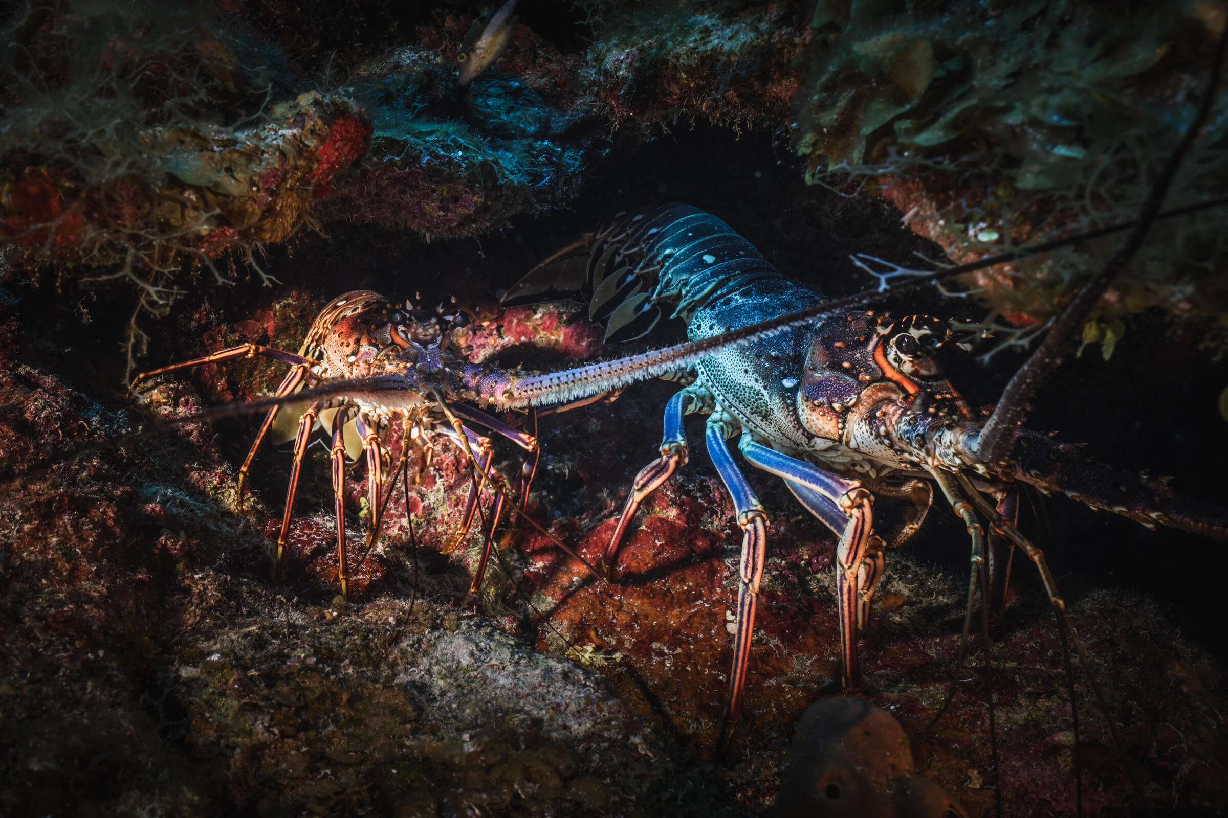 Lobsters | Grand Cayman