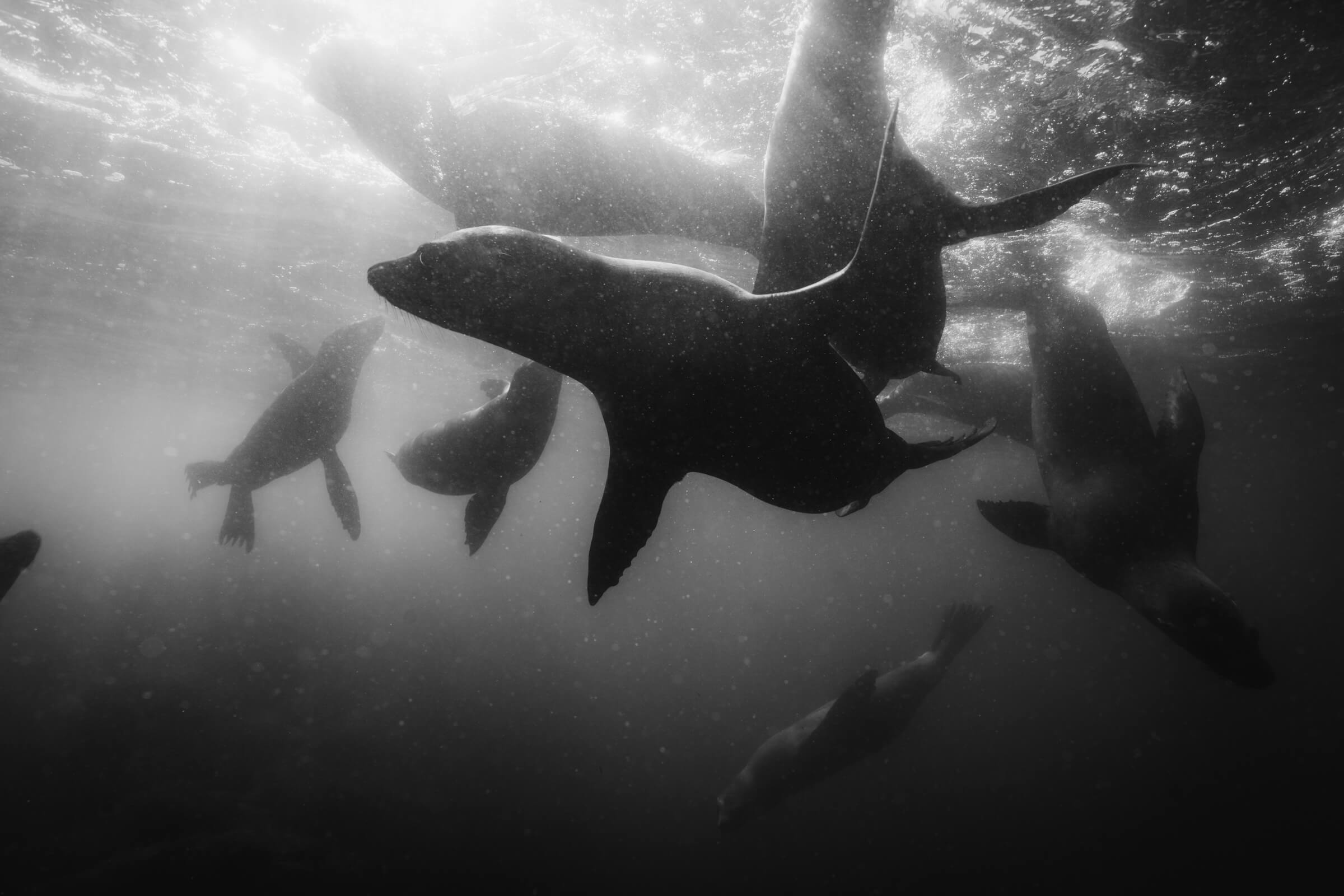 Sea Lions | Coronado Islands, Mexico