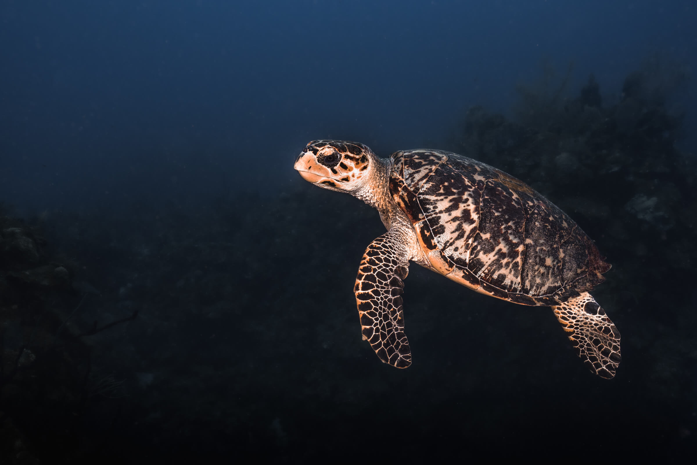 Loggerhead Turtle | Grand Cayman