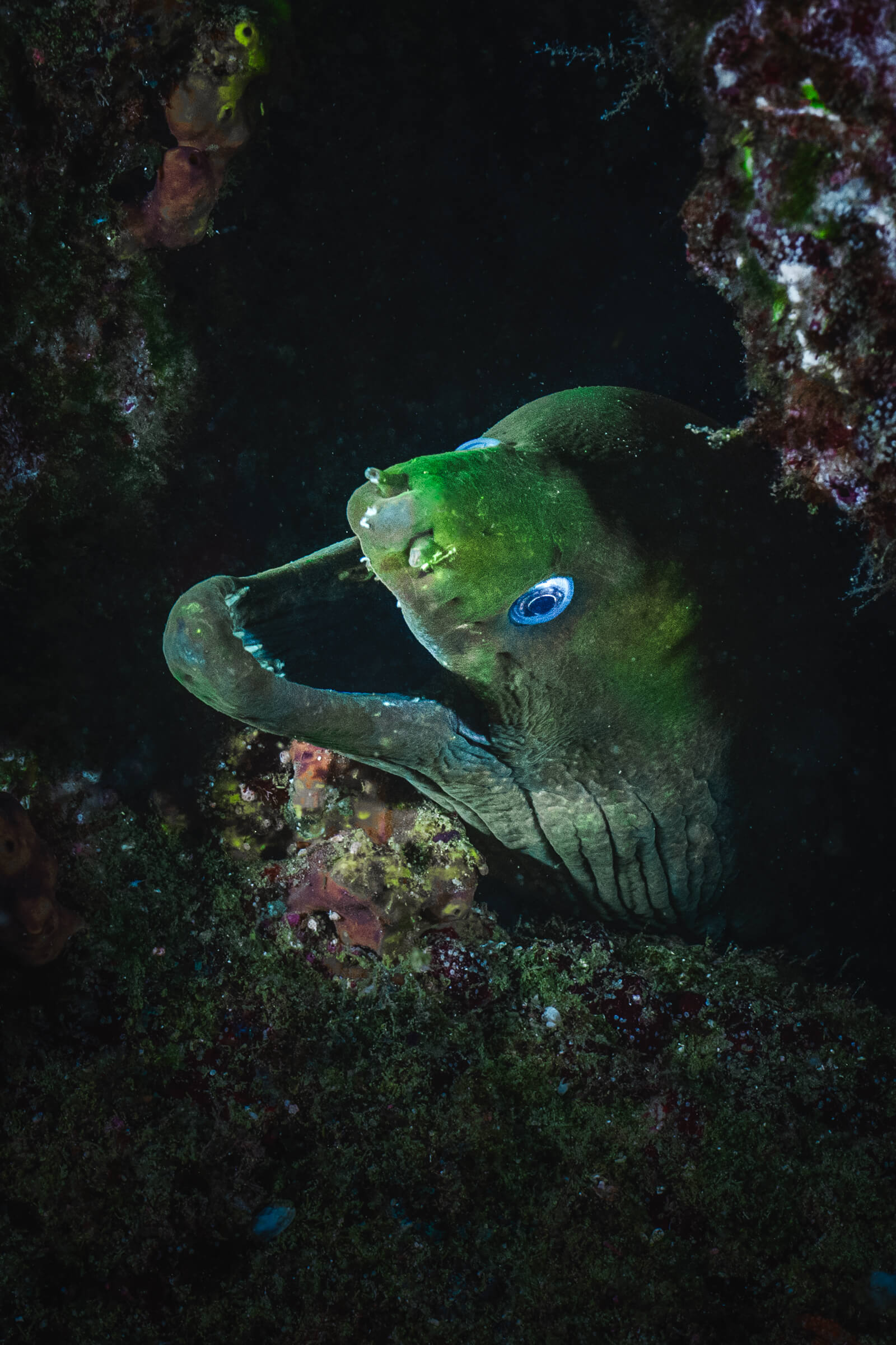 Moray Eel | Cabo San Lucas