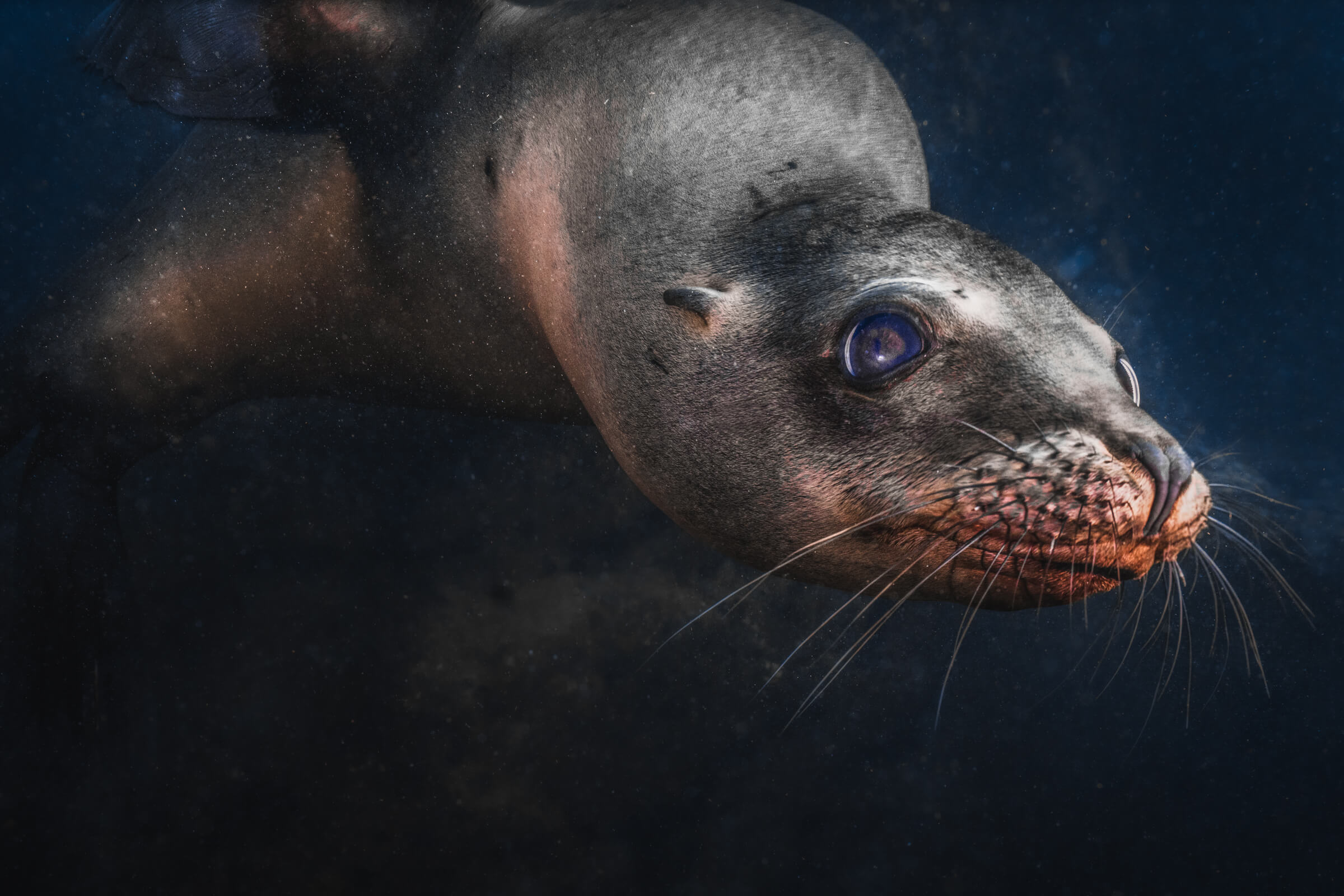 Sea Lion | Coronado Islands, Mexico