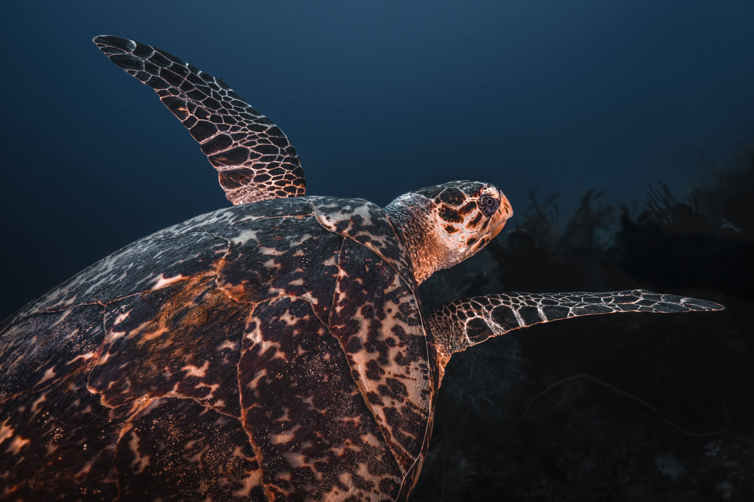 Loggerhead Turtle | Grand Cayman