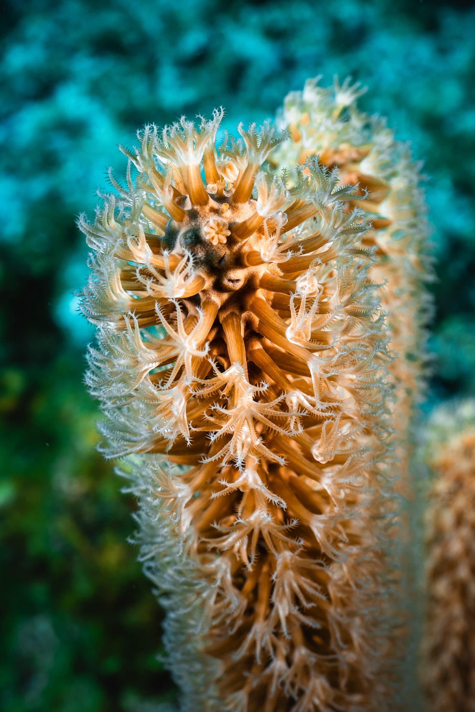 Coral Polyps | Grand Cayman