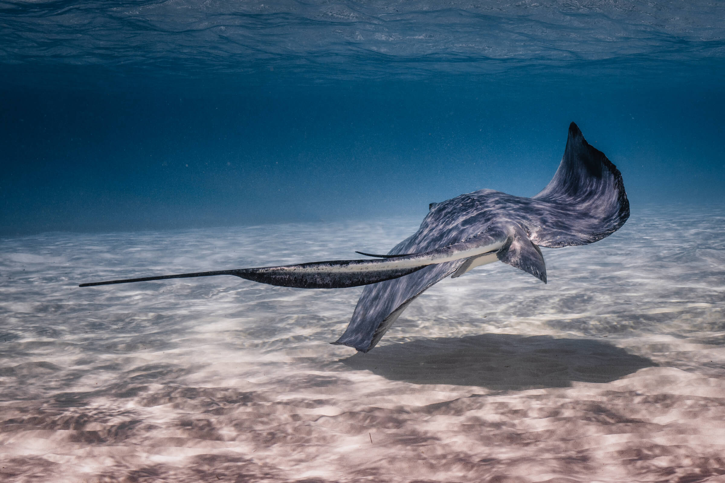 Stingray | Grand Cayman