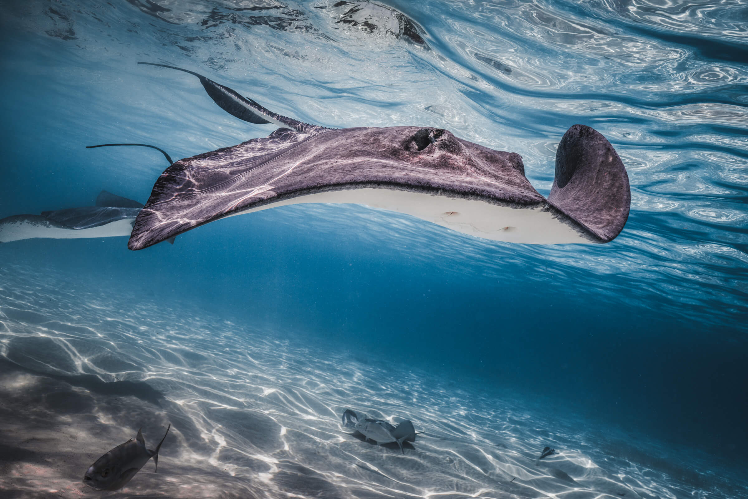 Stingray | Grand Cayman