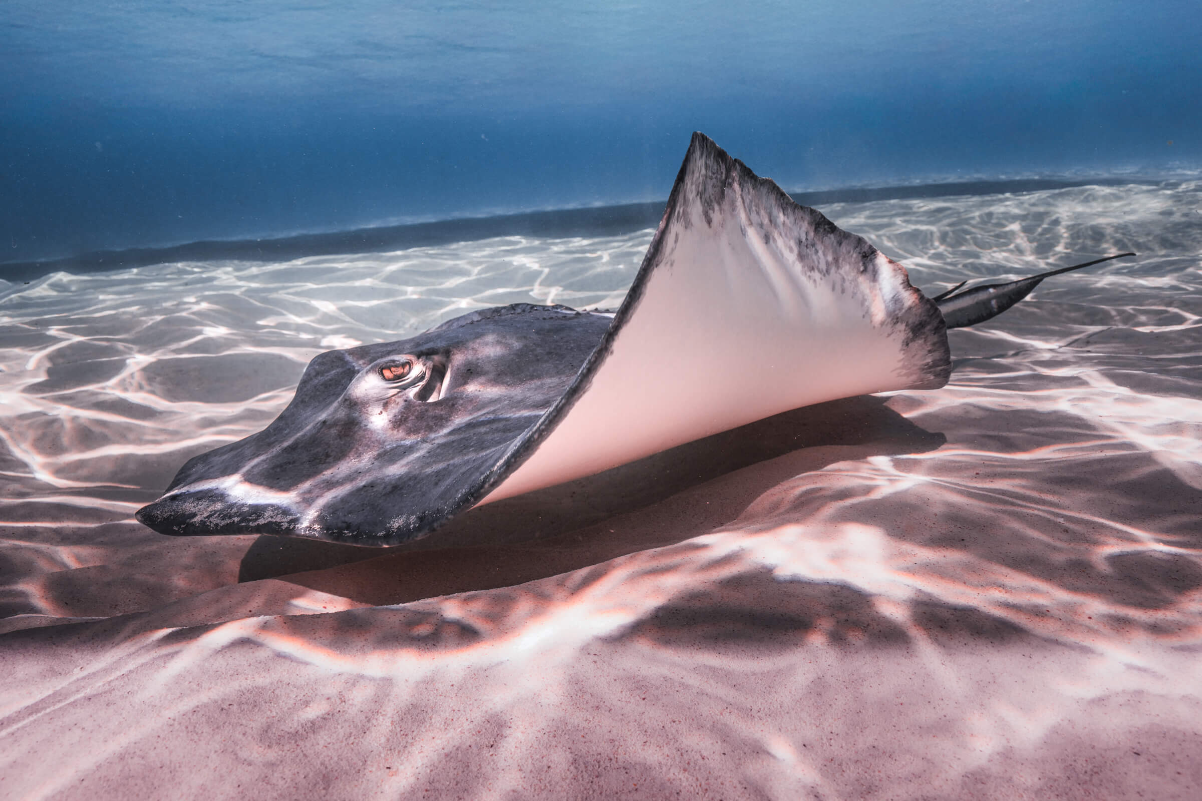 Stingray | Grand Cayman