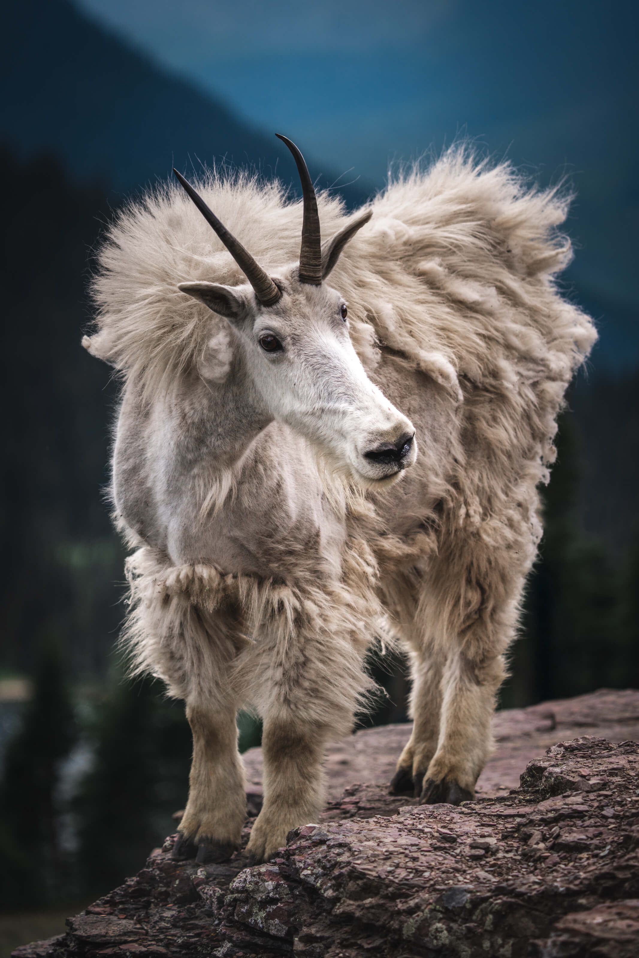 Mountain Goat | Glacier National Park, MT