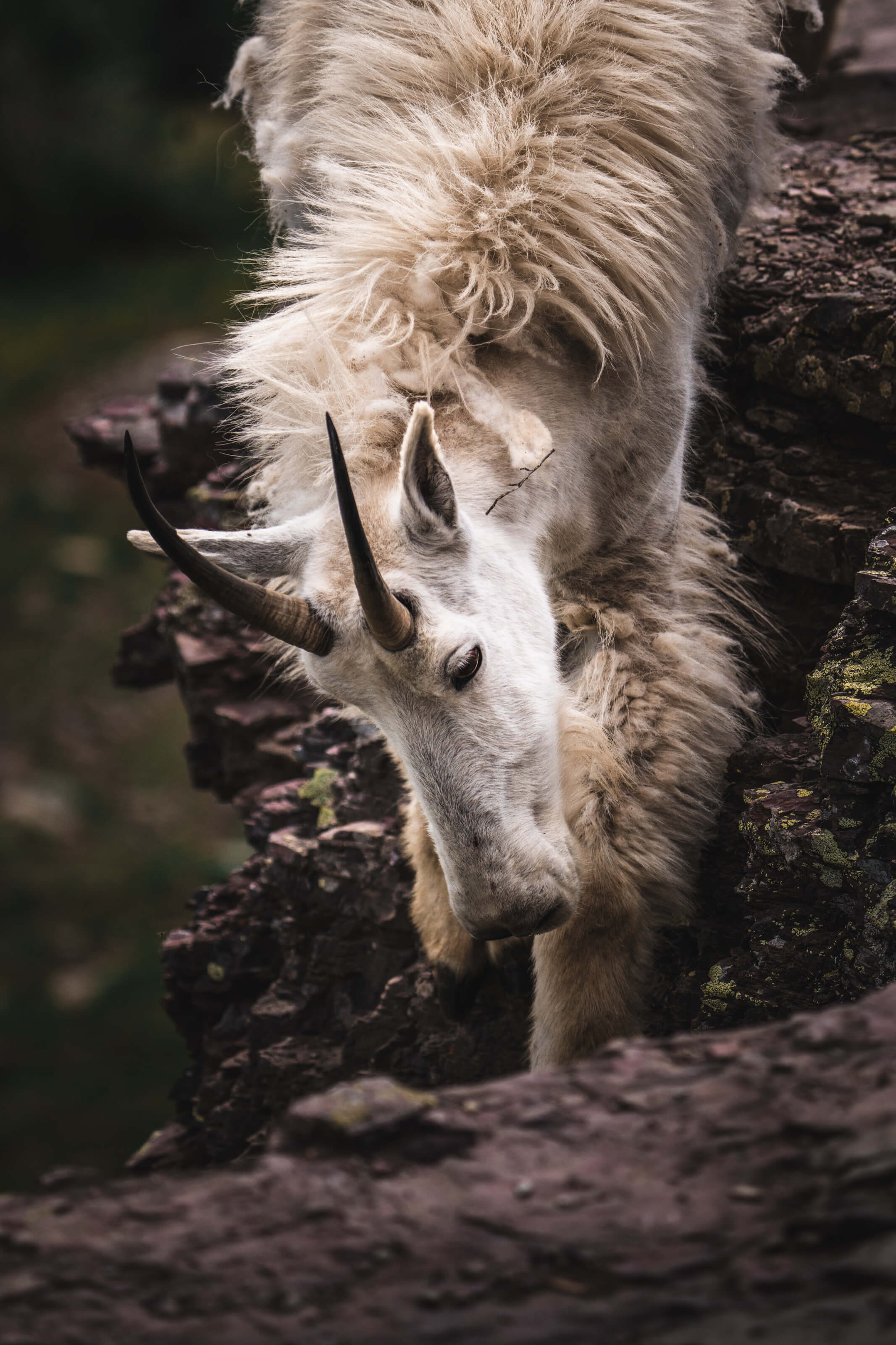 Mountain Goat | Glacier National Park, MT