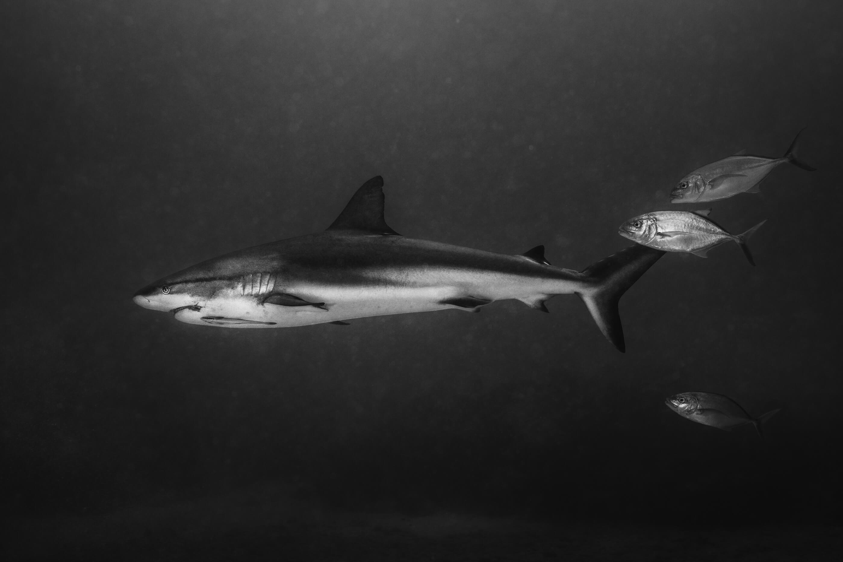 Caribbean Reef Shark | Grand Cayman