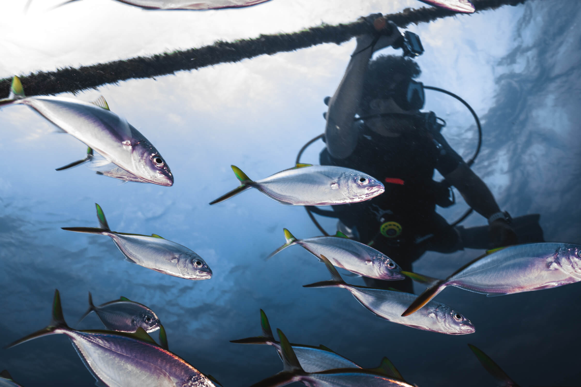 Scuba Diving | Grand Cayman