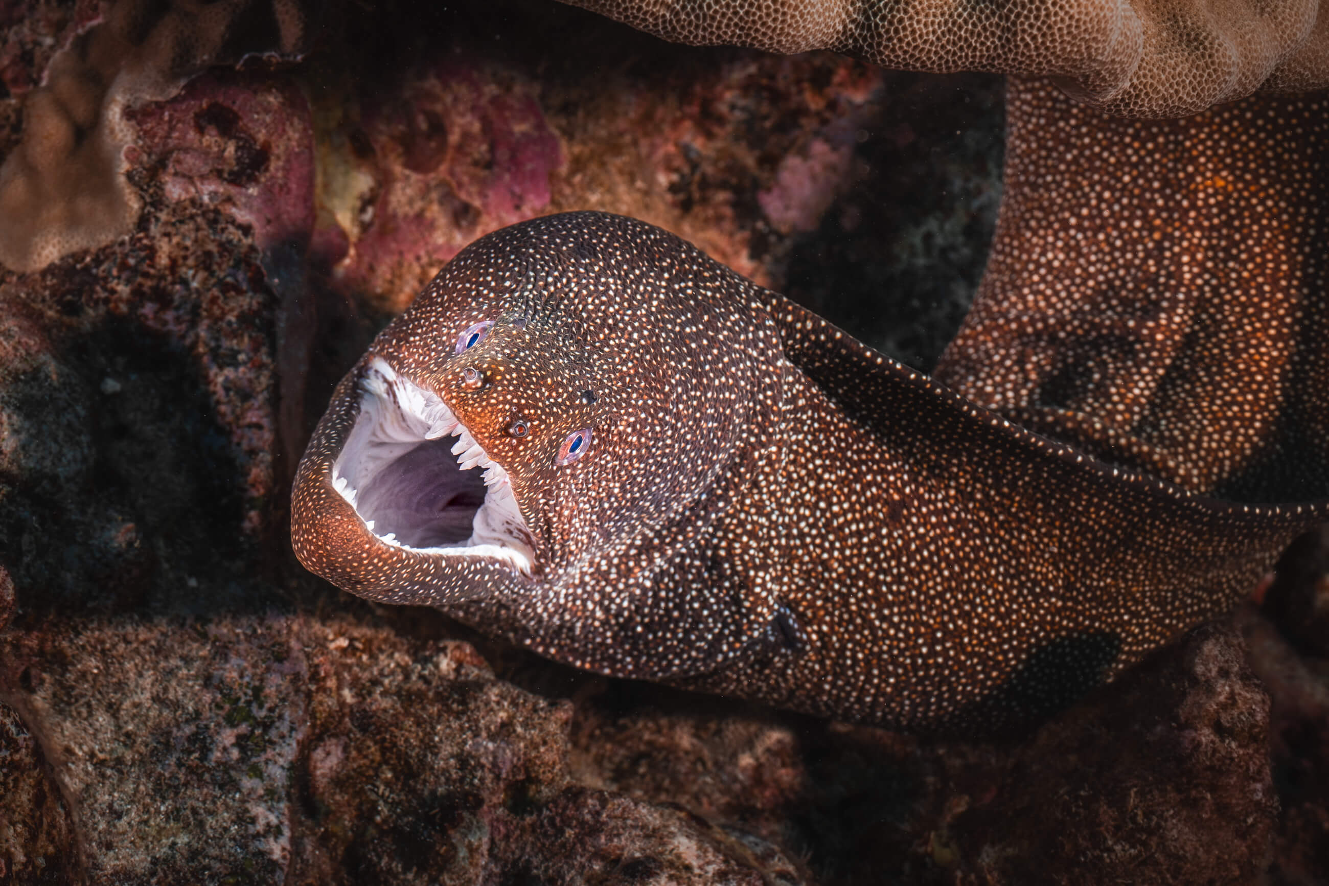 Moray Eel | Kona, Hawaii