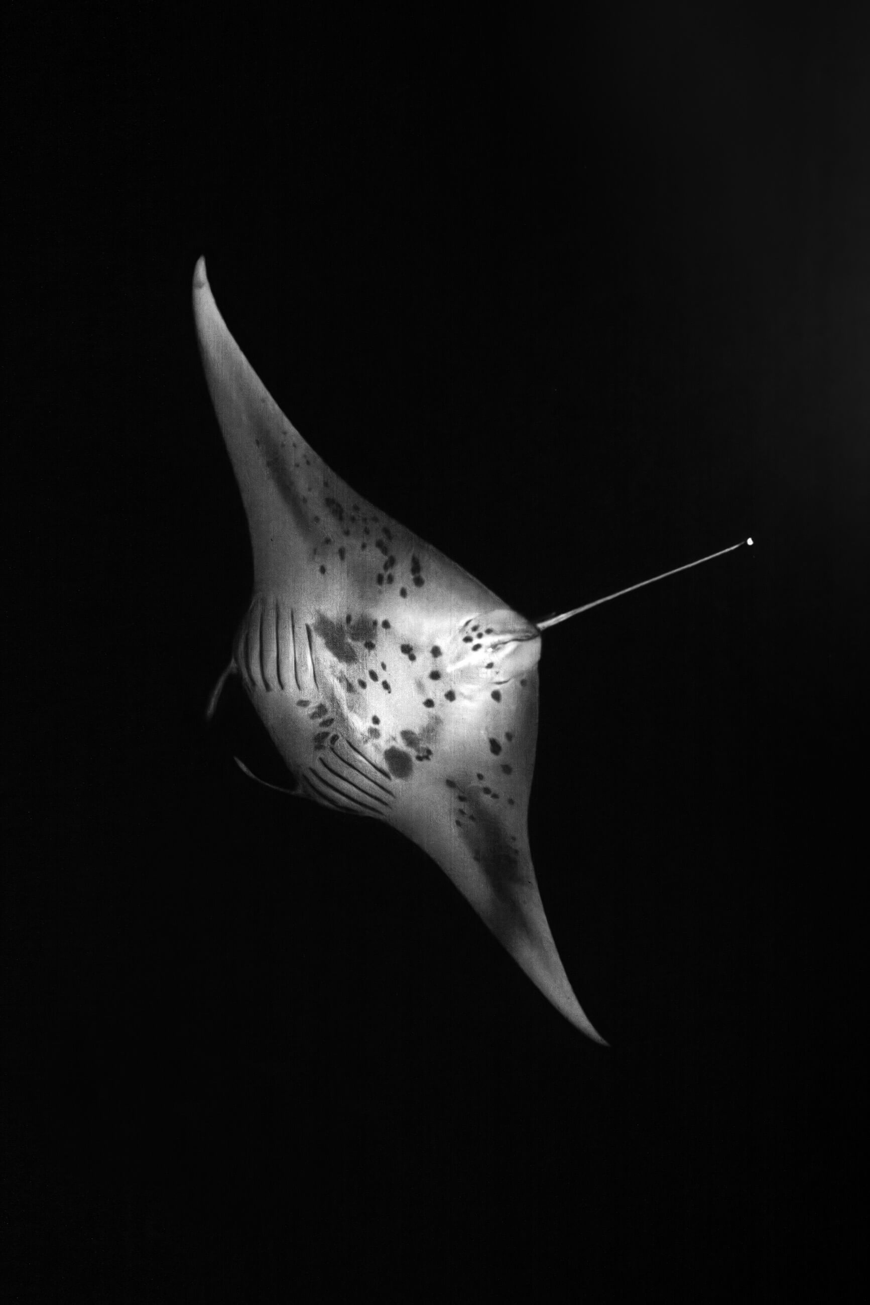 Manta Ray | Kona, Hawaii