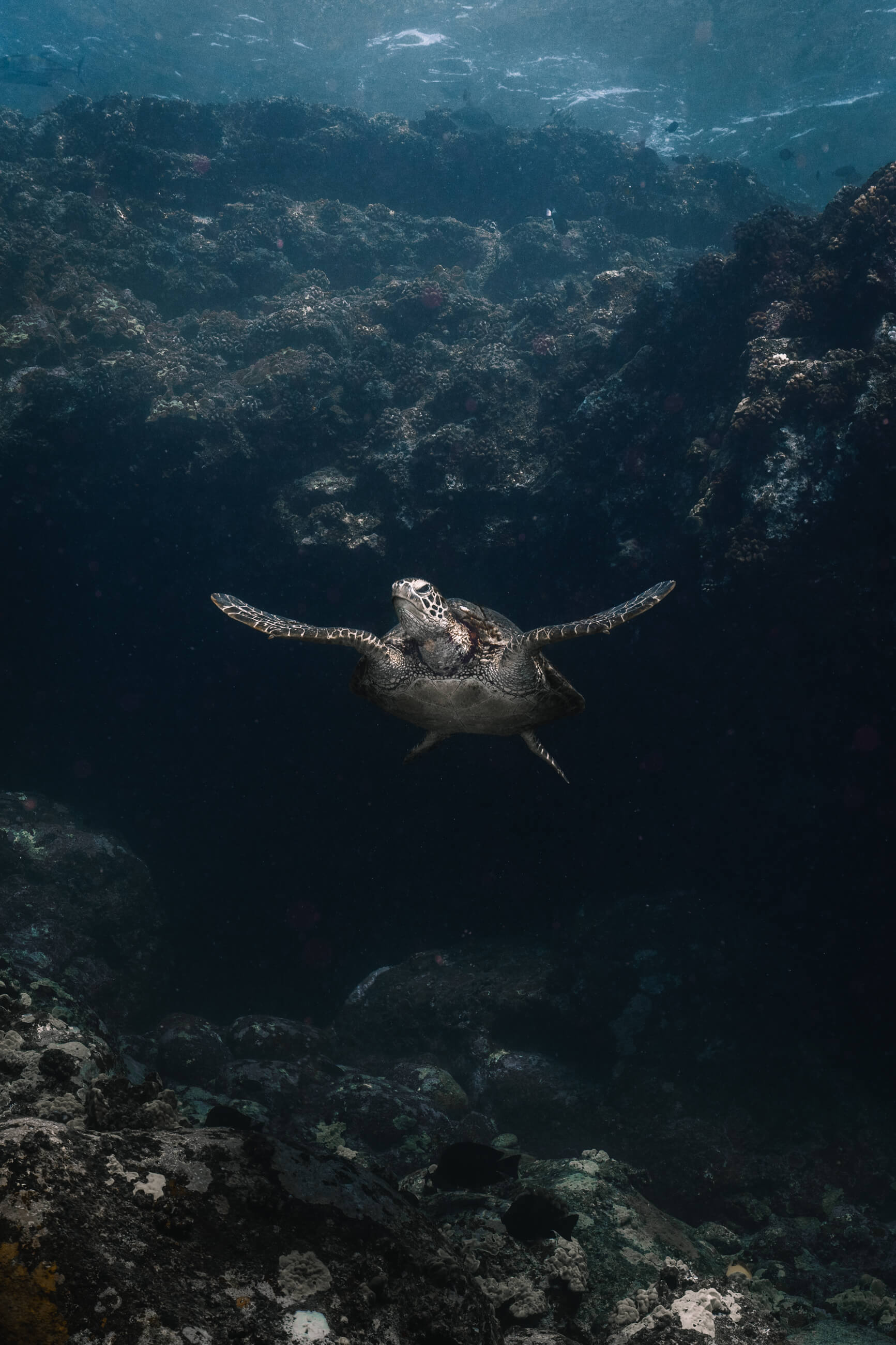 Sea Turtle | Kona, Hawaii