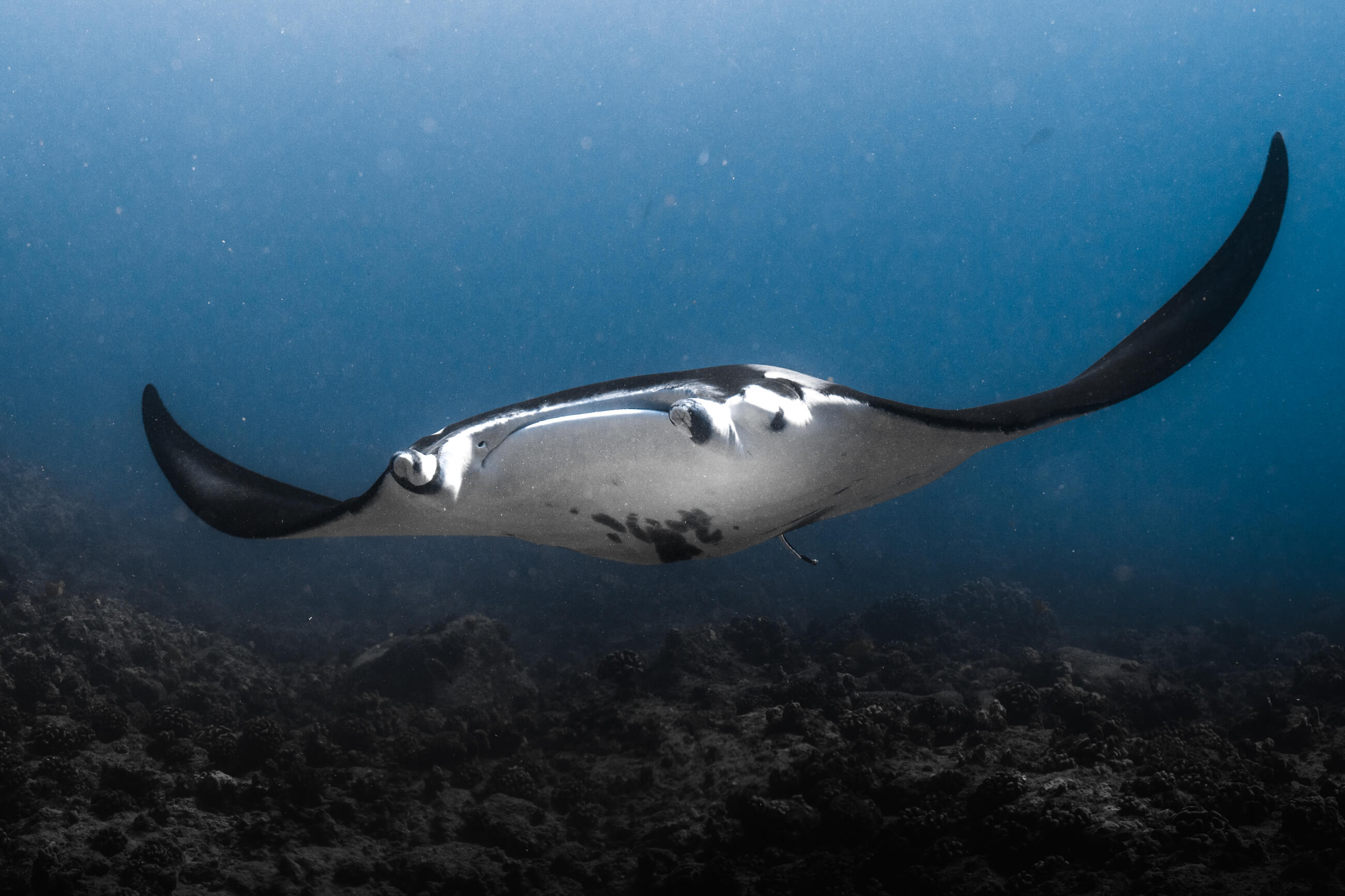 Manta Ray | Kona, Hawaii