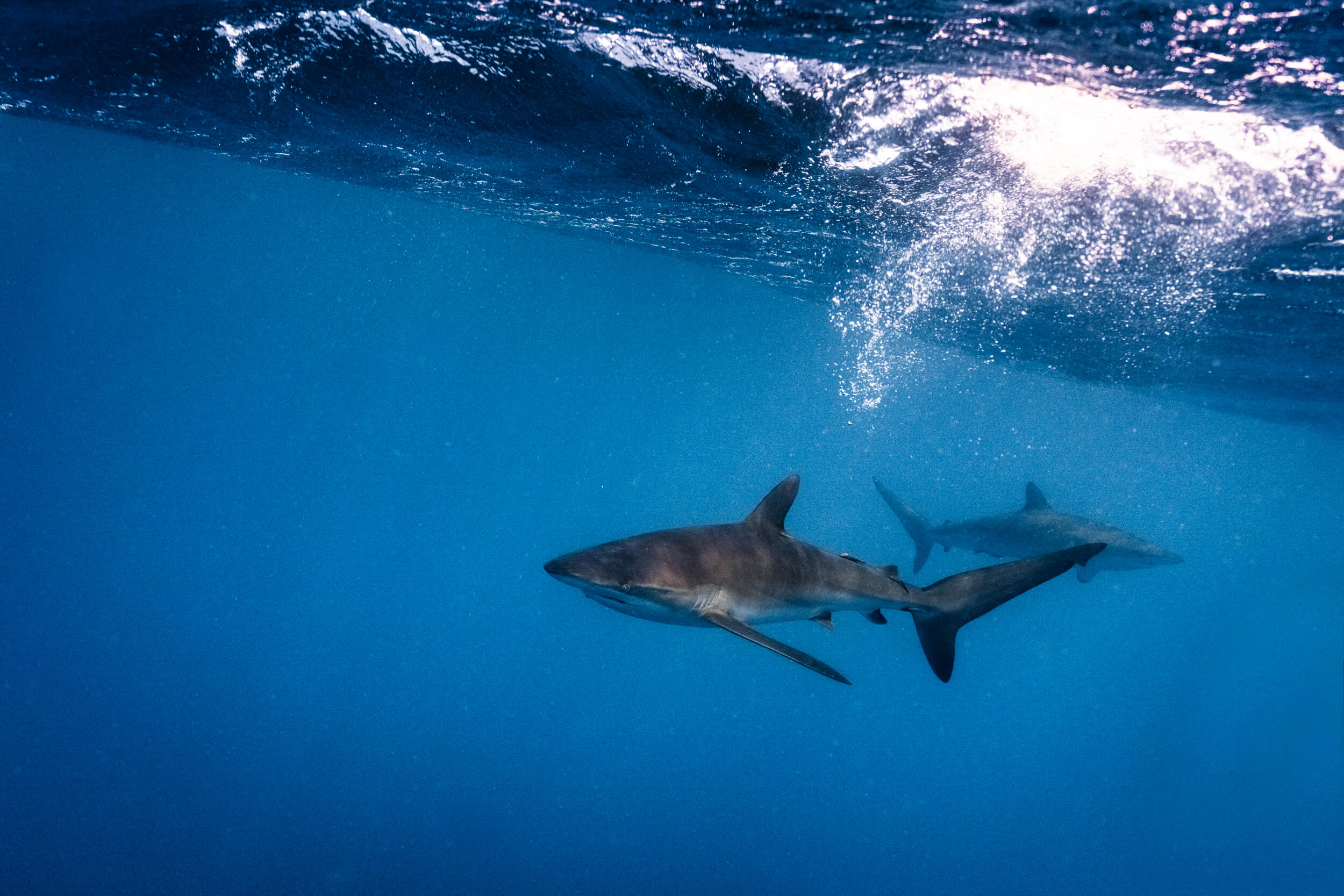 Silky Shark | Cabo San Lucas