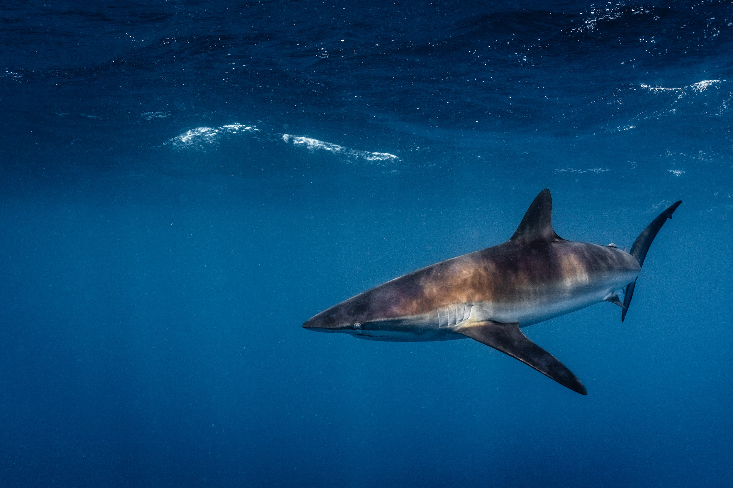 Silky Shark | Cabo San Lucas