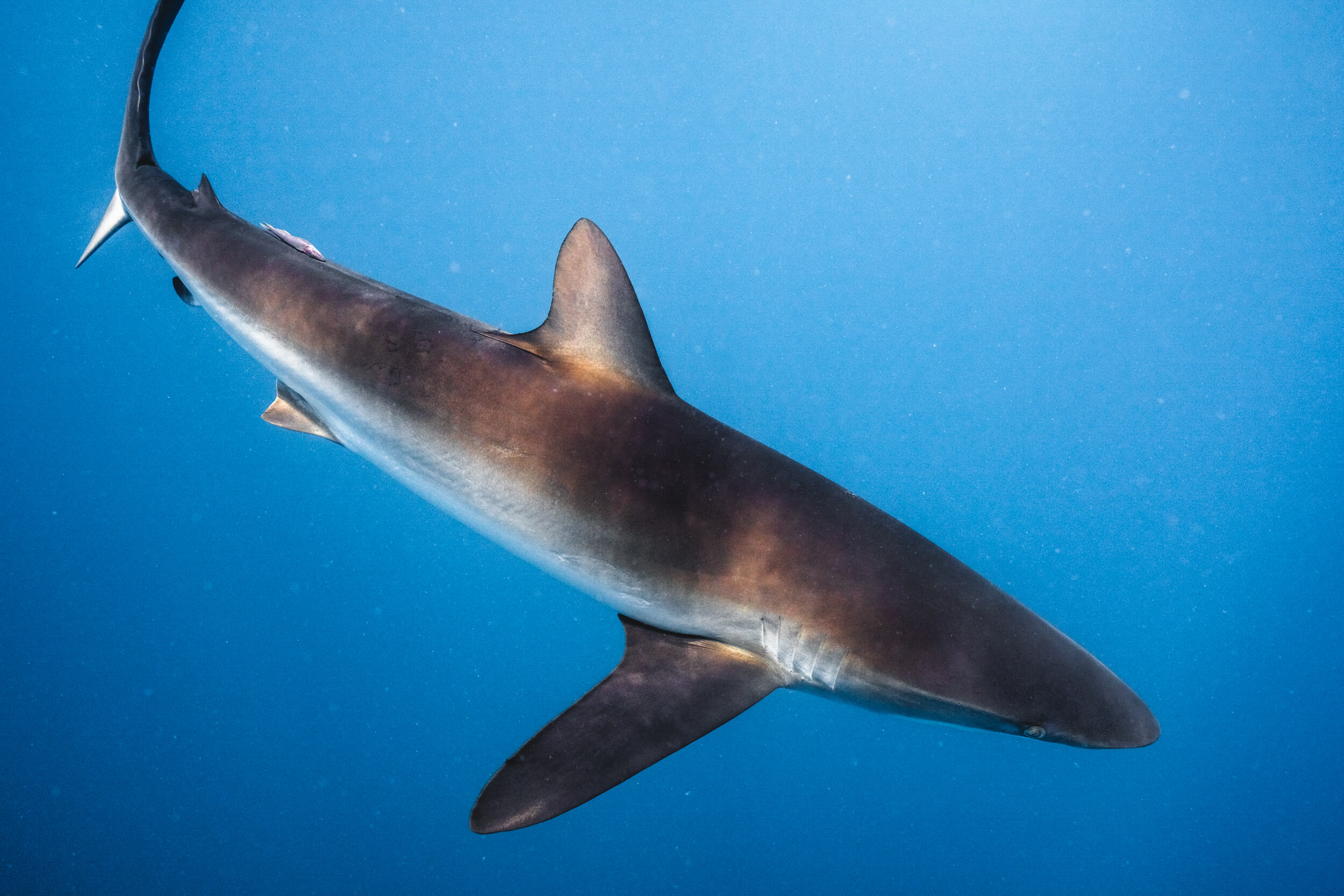 Silky Shark | Cabo San Lucas