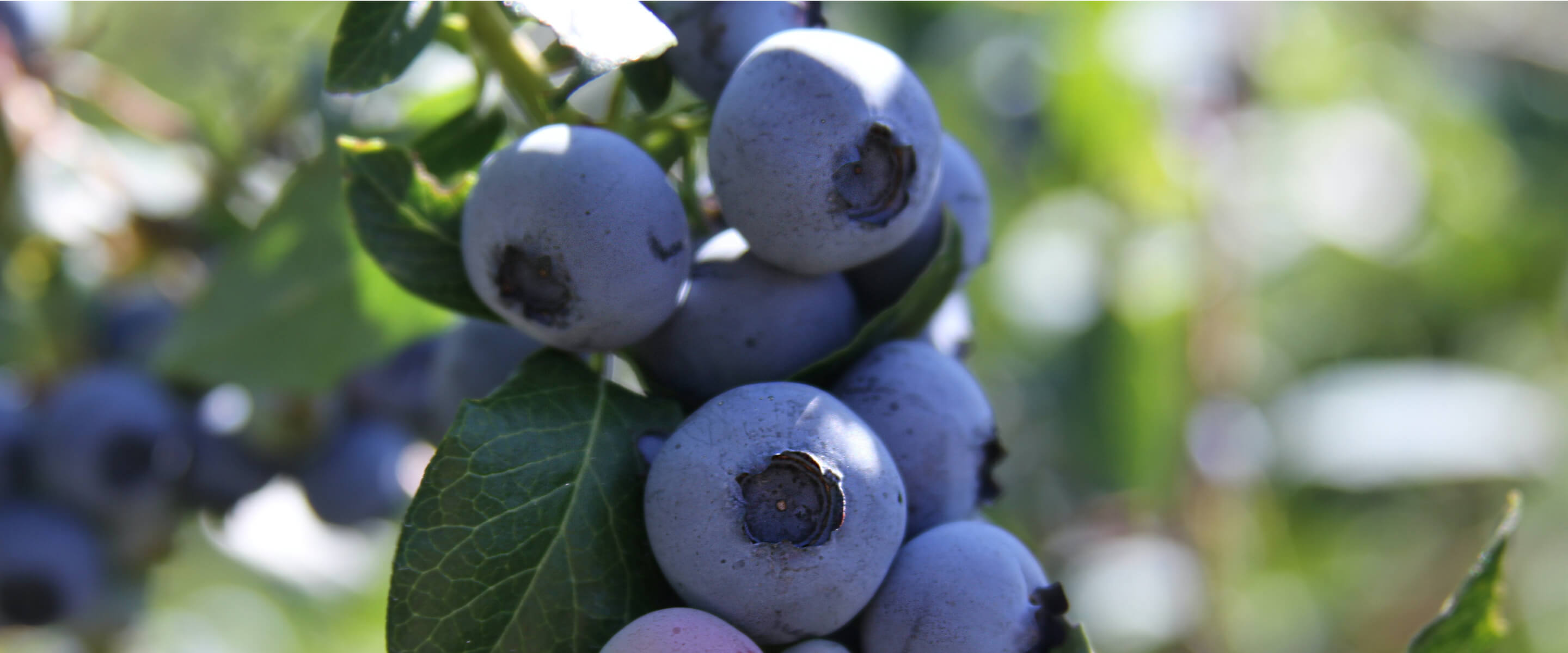 Serenbe organic farm harvest