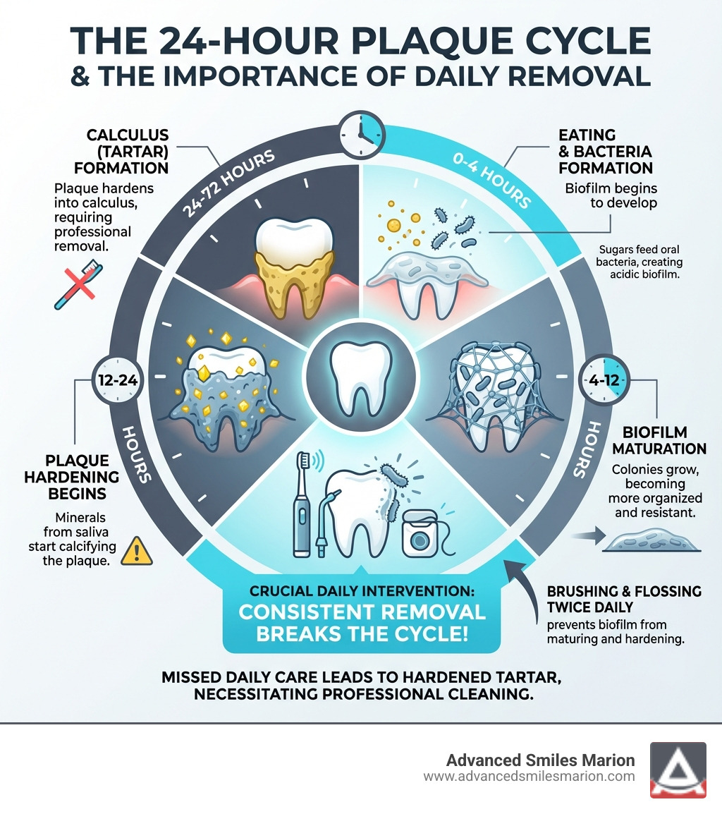 Infographic showing the 24-hour plaque cycle, illustrating how bacteria form biofilms within hours of eating, how plaque begins hardening into calculus within 24-72 hours, and why consistent daily removal is crucial before professional intervention becomes necessary - best teeth cleaning tools for home use infographic 