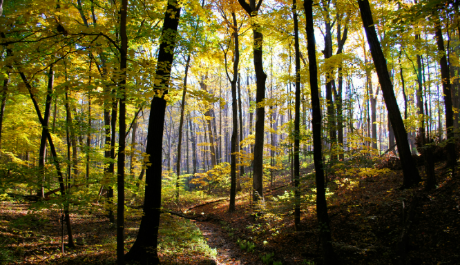 Carbon forest