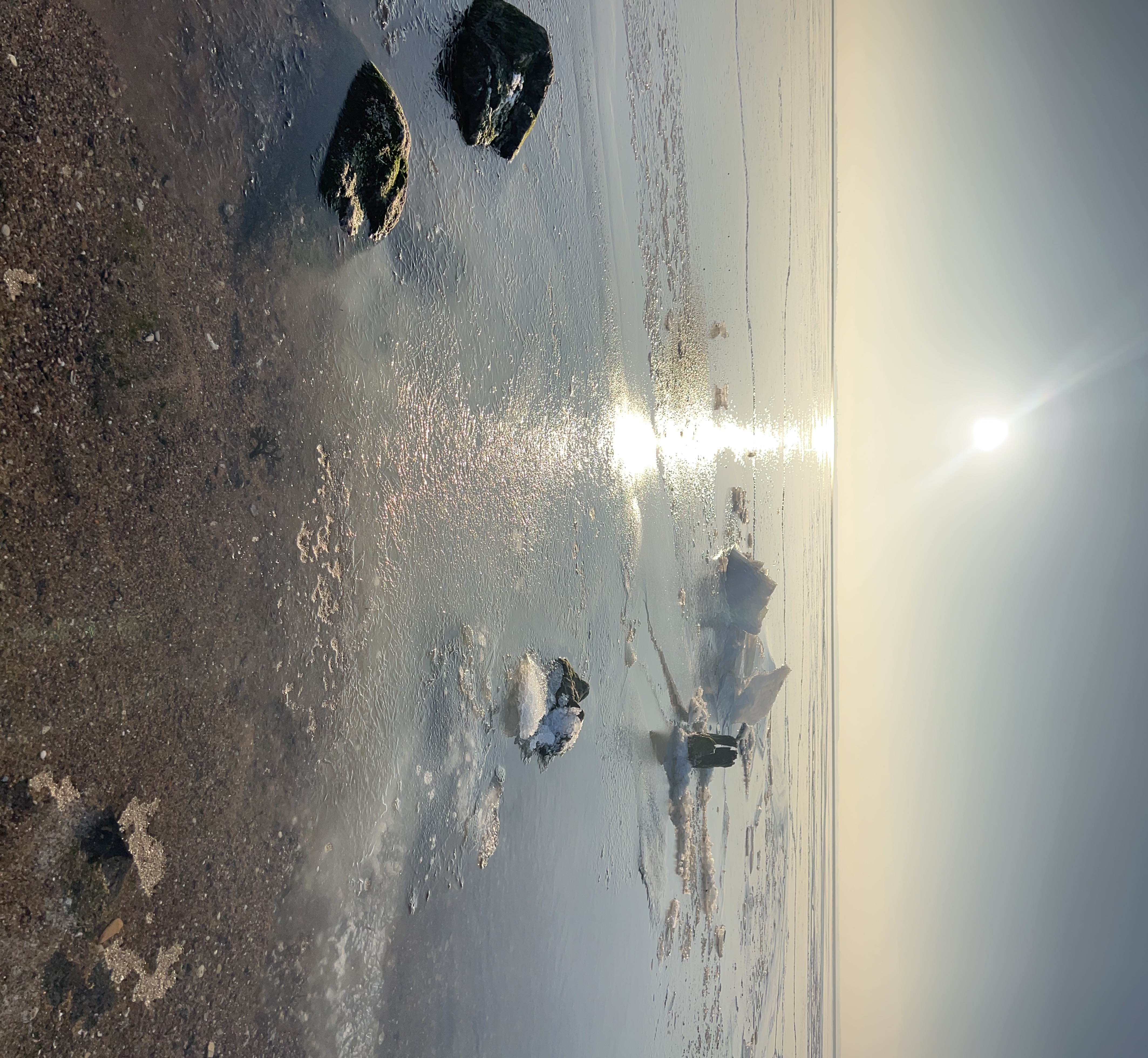 Grüner Wald mit großem Baum in der Mitte