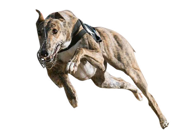 GREYHOUND RACING CONTENT | Betbazar
