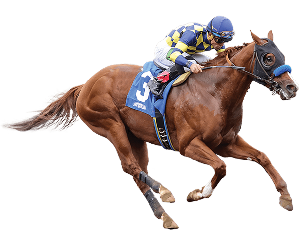 HORSE RACING CONTENT | BetBazar