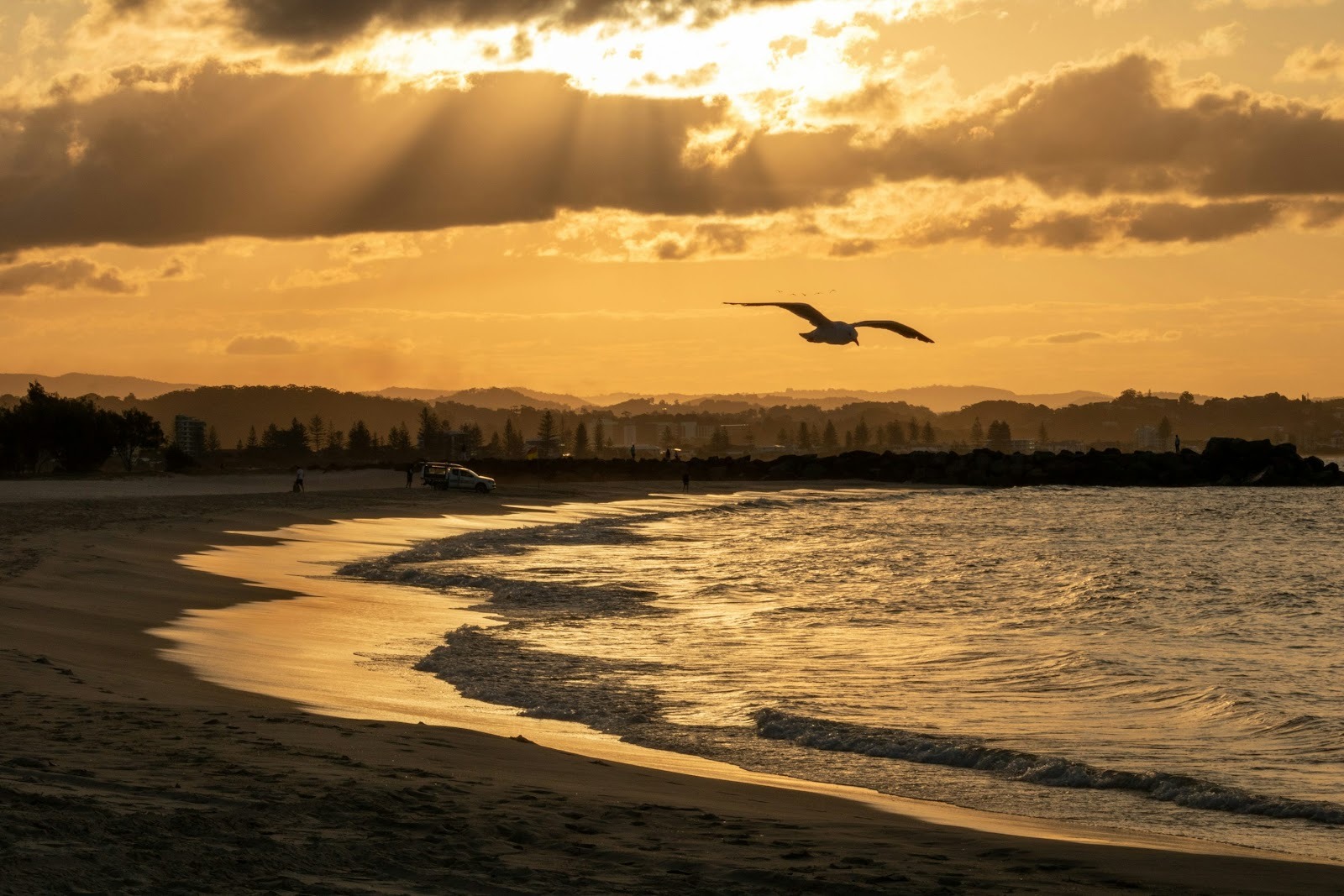 Photo of a bird flying by the sunset at Greenmount Beach, Coolangatta, Queensland.