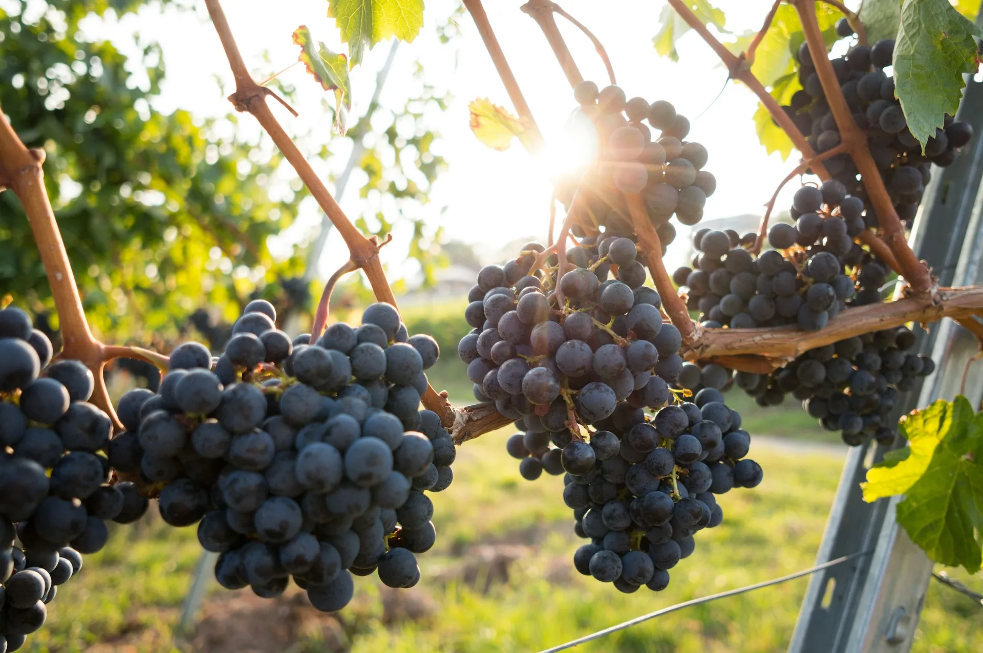Ripe grapes growing on a vine