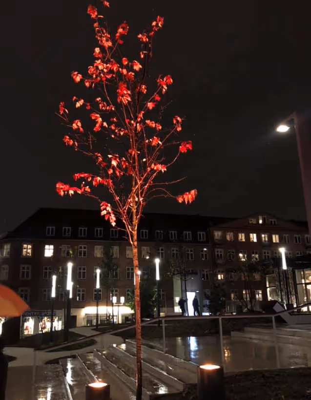 Budolfi plads byudvikling landskab bymunch landskabsarkitekt LAR dgnb biodiversitet regnbed