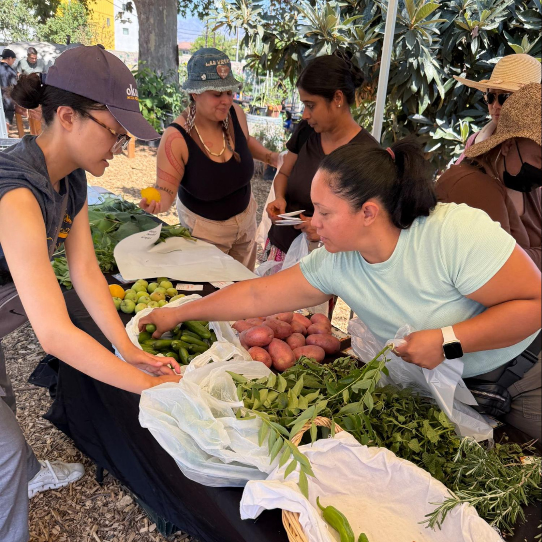 Volunteers and community members sort through fresh produce at an outdoor table covered with herbs, peppers, and potatoes. 