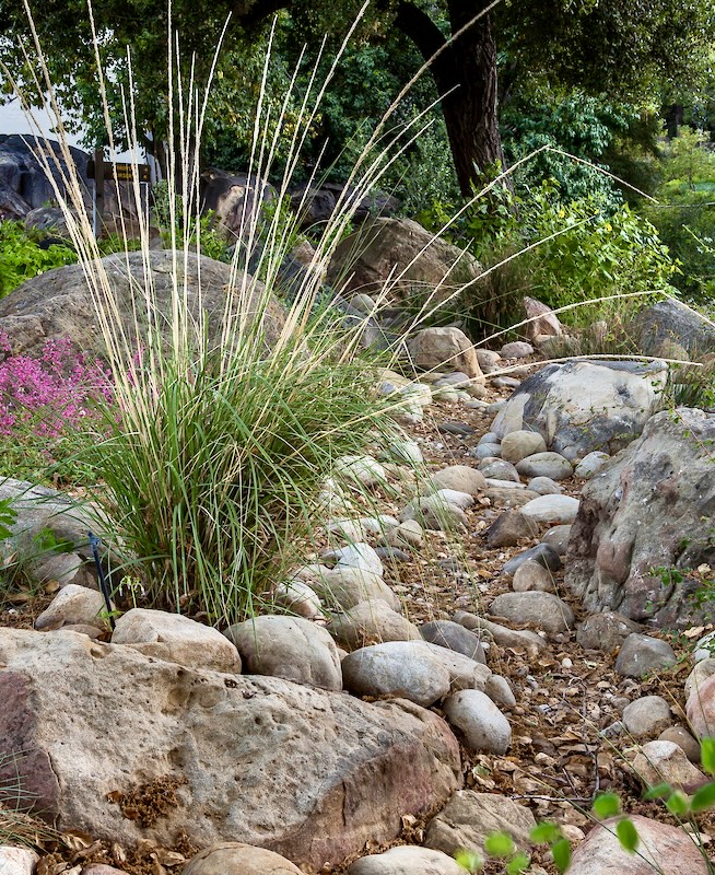 A dry creek bed is lined with large, smooth river rocks and a few larger boulders. A clump of tall, feathery grasses with thin stalks and wispy seed heads grows prominently in the center. To the left, a cluster of low-lying pink flowers adds a splash of color, while a large oak tree and other green plants are visible in the background.