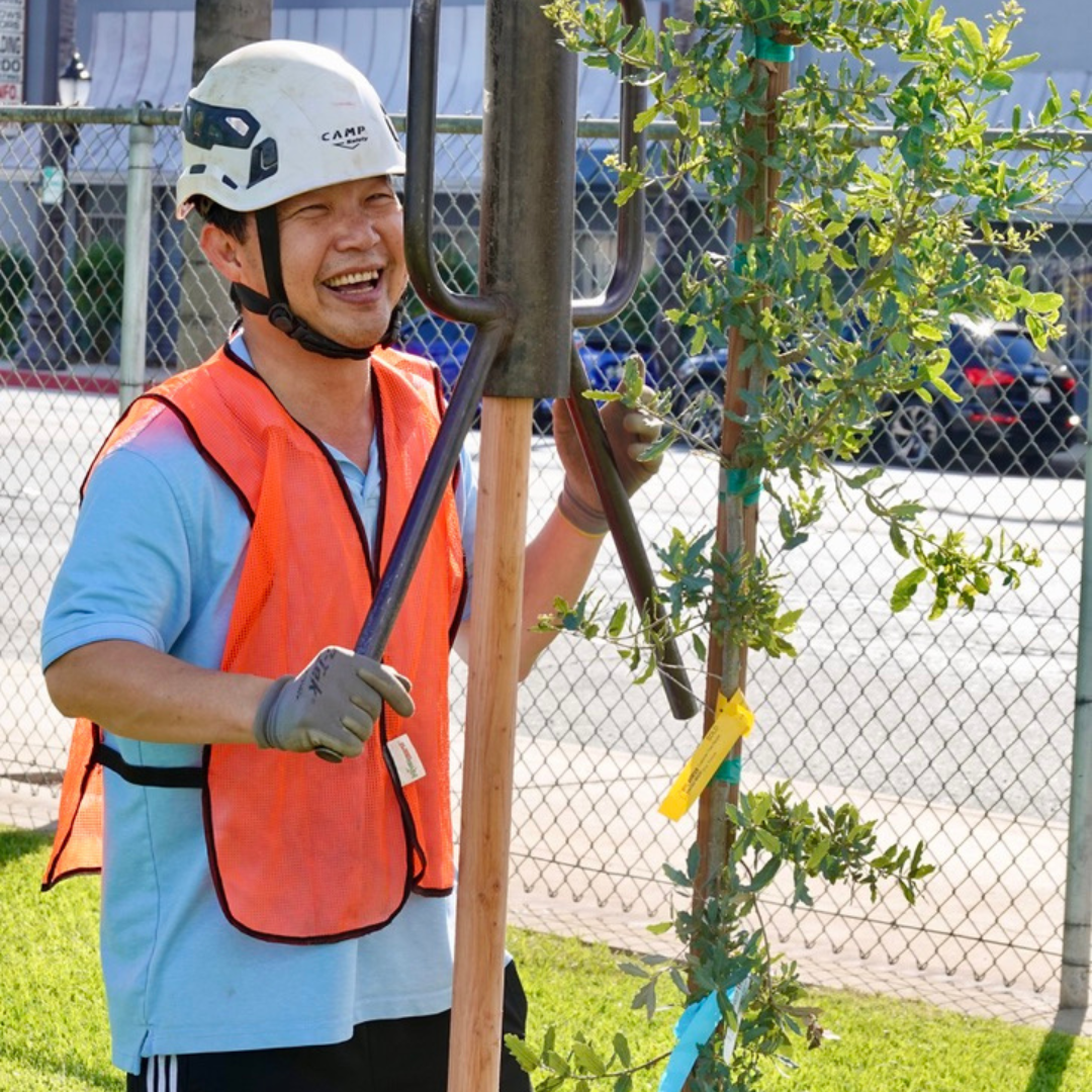 A volunteer wearing a helmet and safety vest planting a young tree near a fence.
