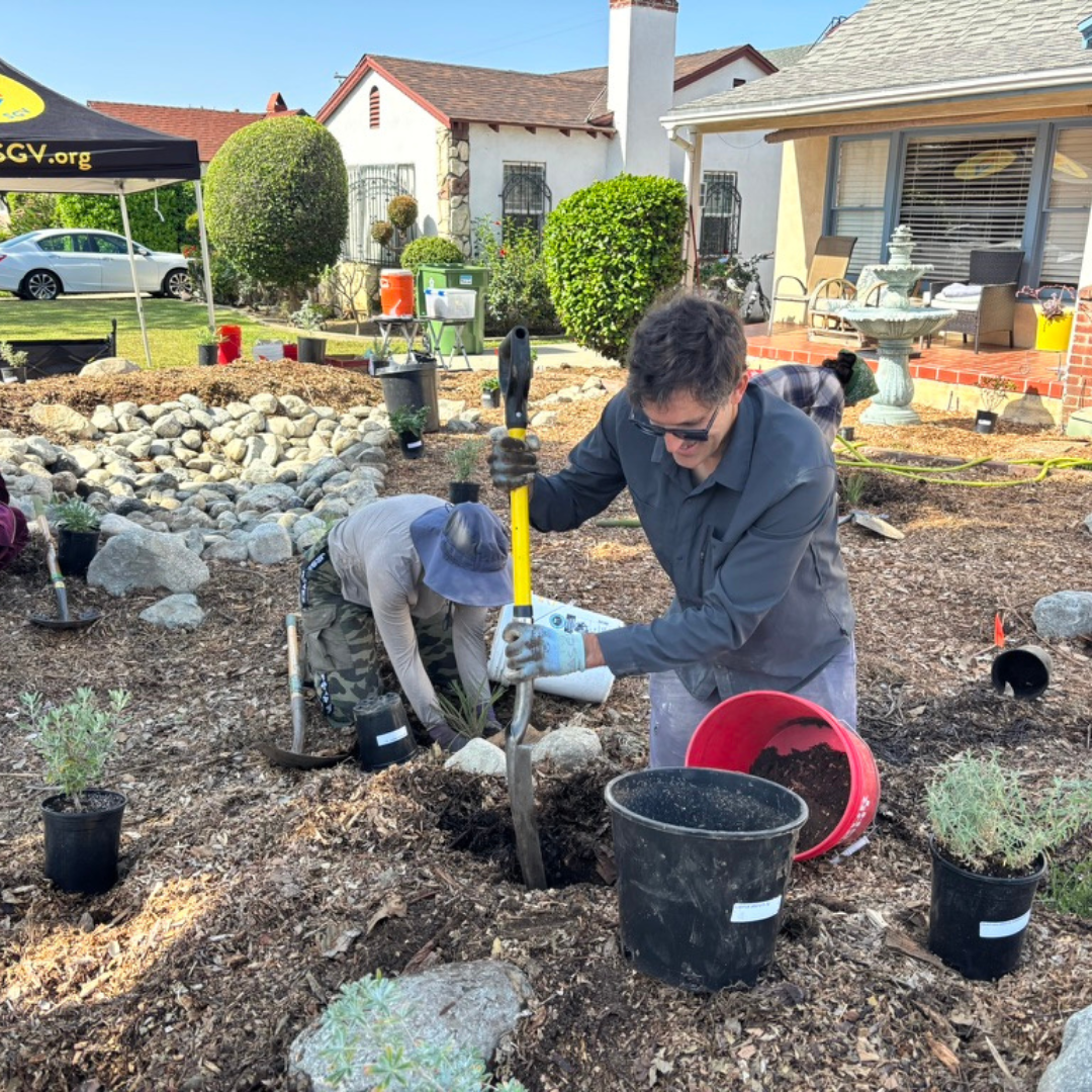 Volunteers digging and planting native plants in a front yard rain garden.