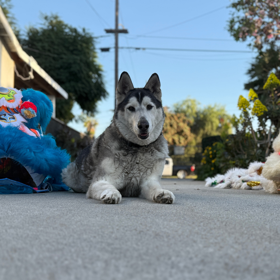 A Siberian Husky lies on a driveway beside colorful lion dance costumes and equipment.